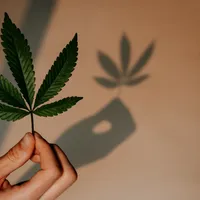 Cannabis Integration