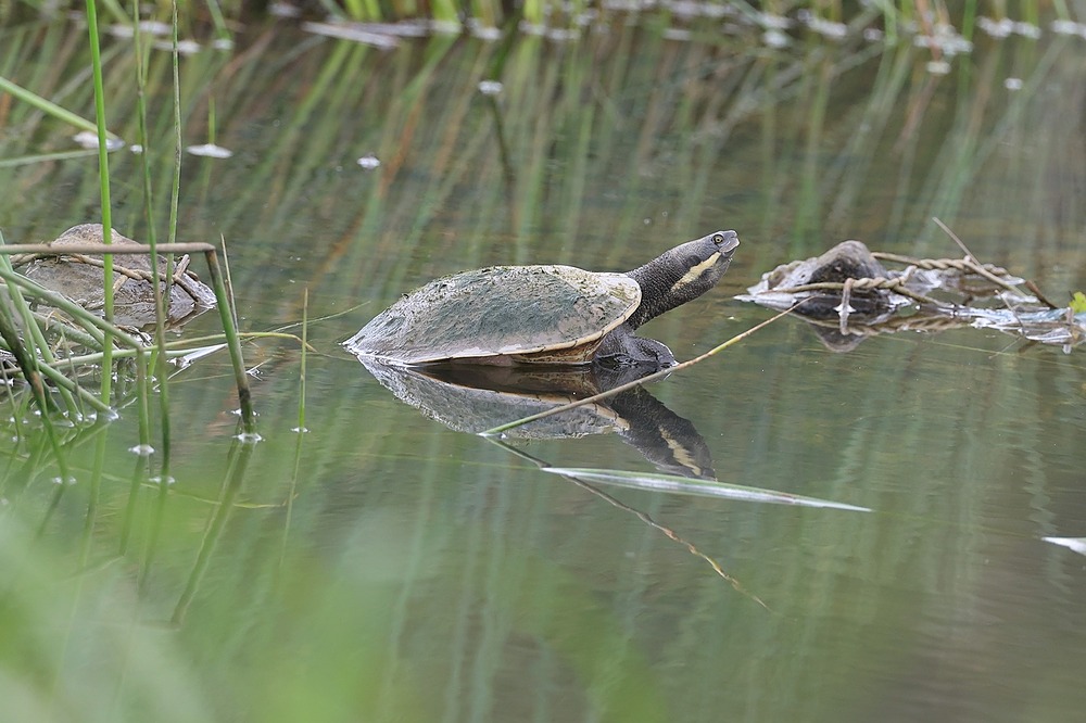 Toongabbie turtle