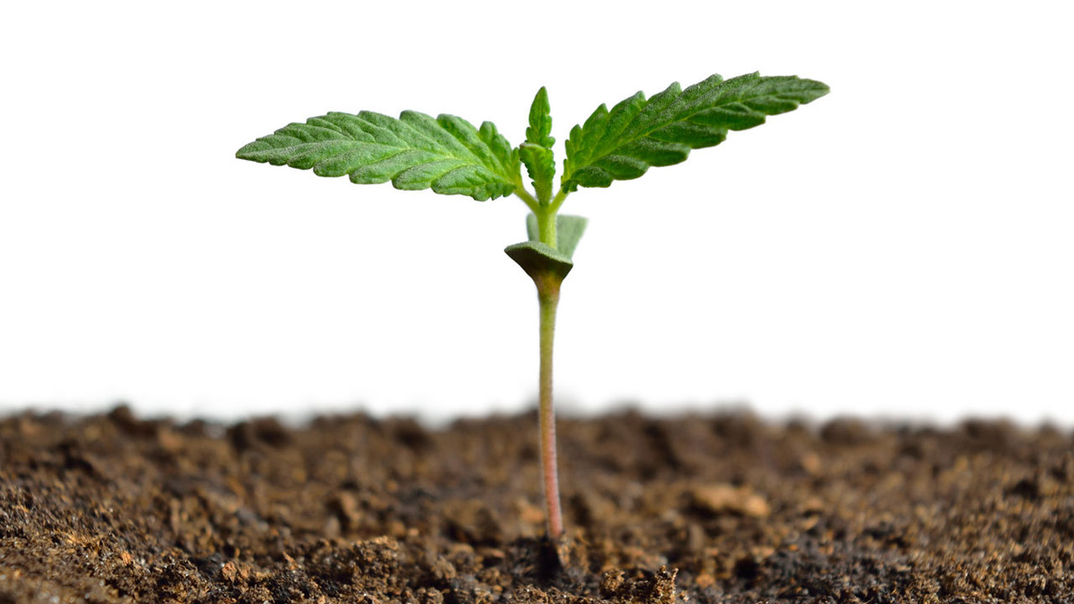Transplanting Germinated Cannabis Seeds