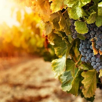 tourhub | Signature DMC | 4-Days Experiencing Mendoza - Secrets of Wine & Nature! 