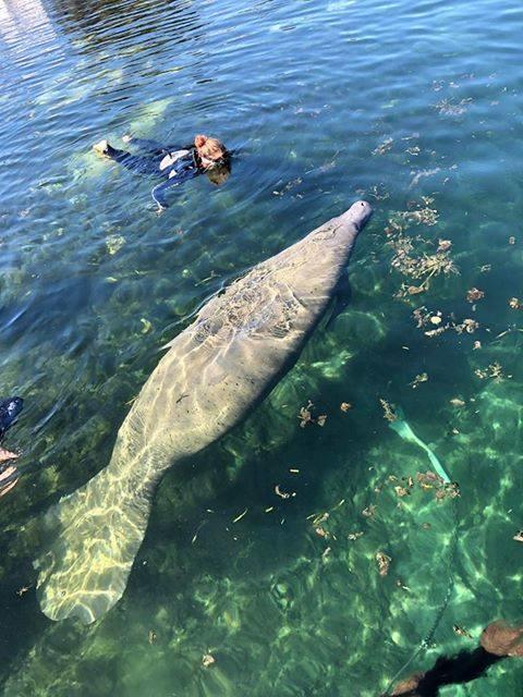 Private Manatee Extravaganza 4 Hour Swimming with Manatees!