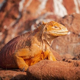 tourhub | World Expeditions | Galapagos Islands: Volcanic Wonders aboard Origin, Theory & Evolve 