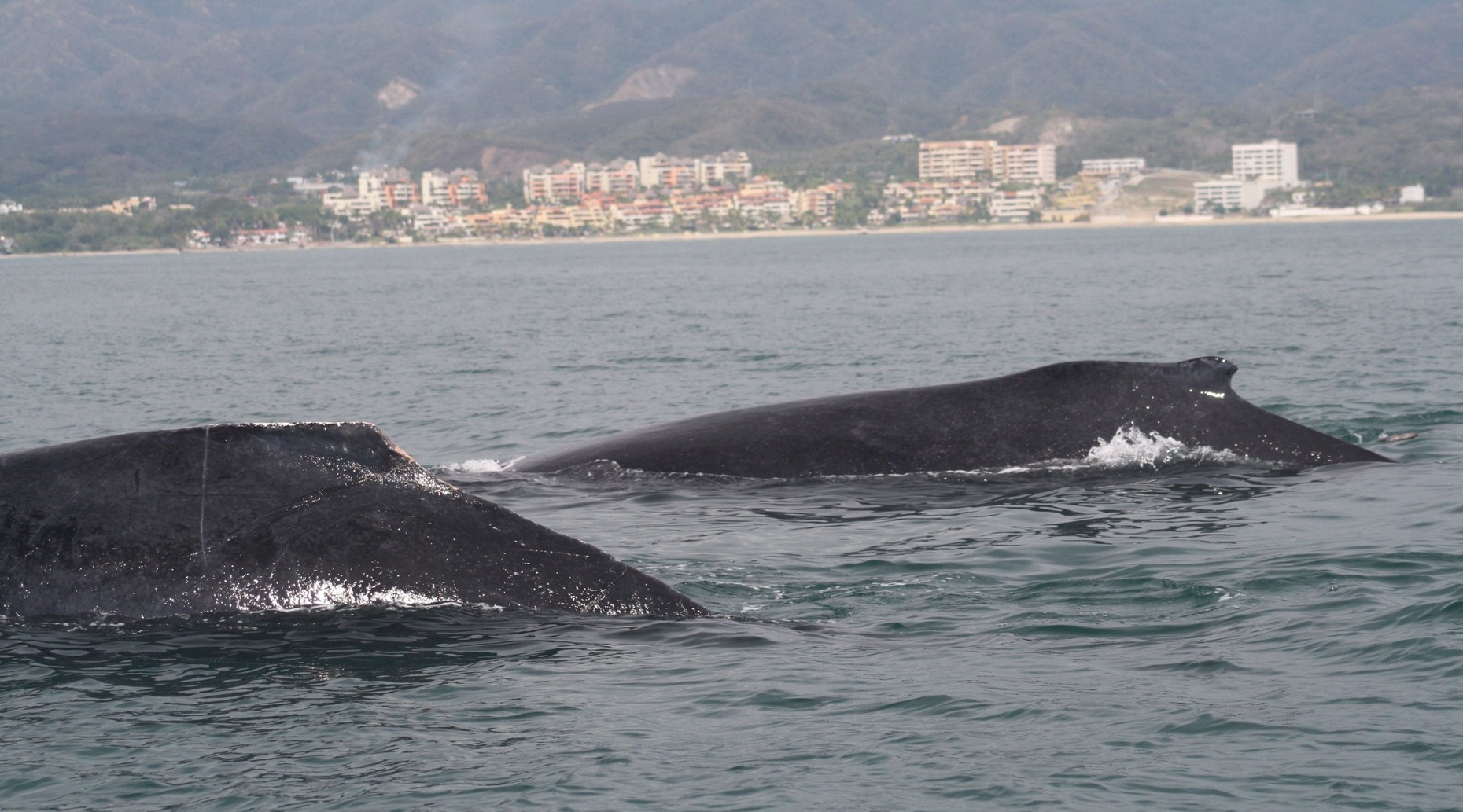 Shared Small Group Whale Watch Puerto Vallarta