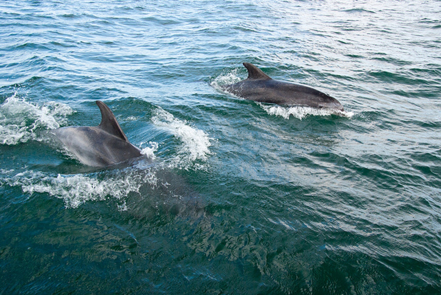 One Hour Dolphin Sightseeing Tour on Naples Bay