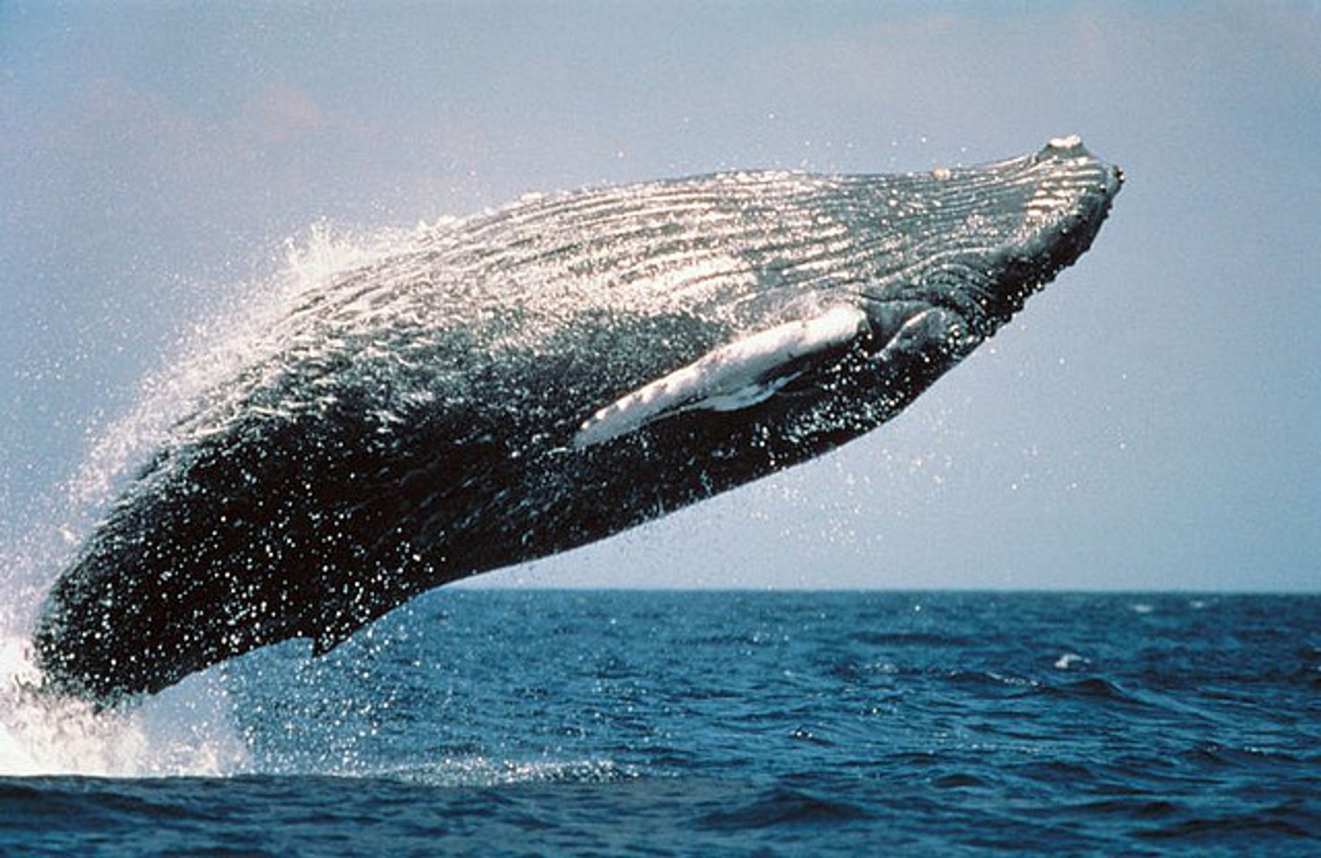 3-Day Humpback Whale-Watching Pass in Cabo