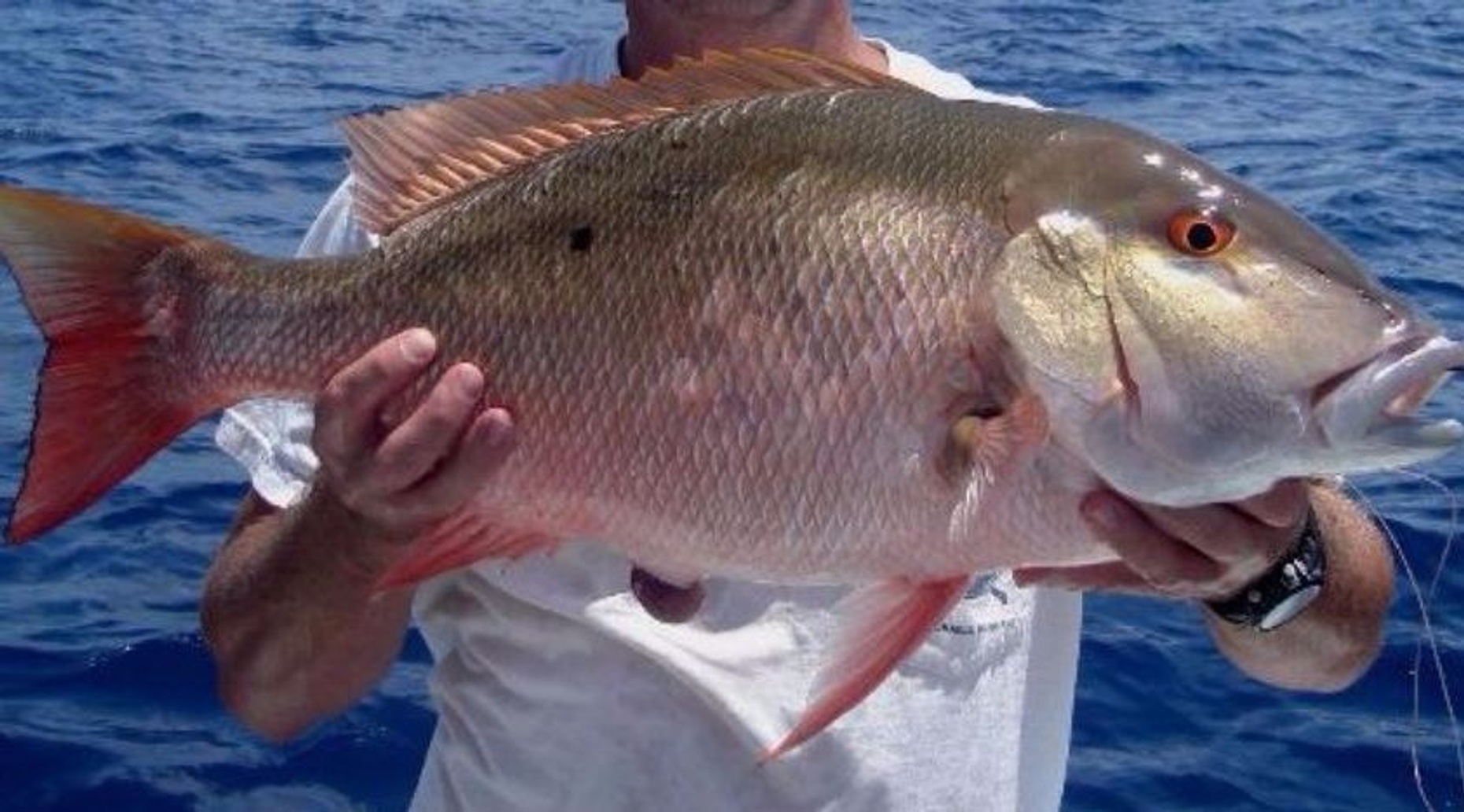Private Light Tackle Bottom Fishing in Nassau