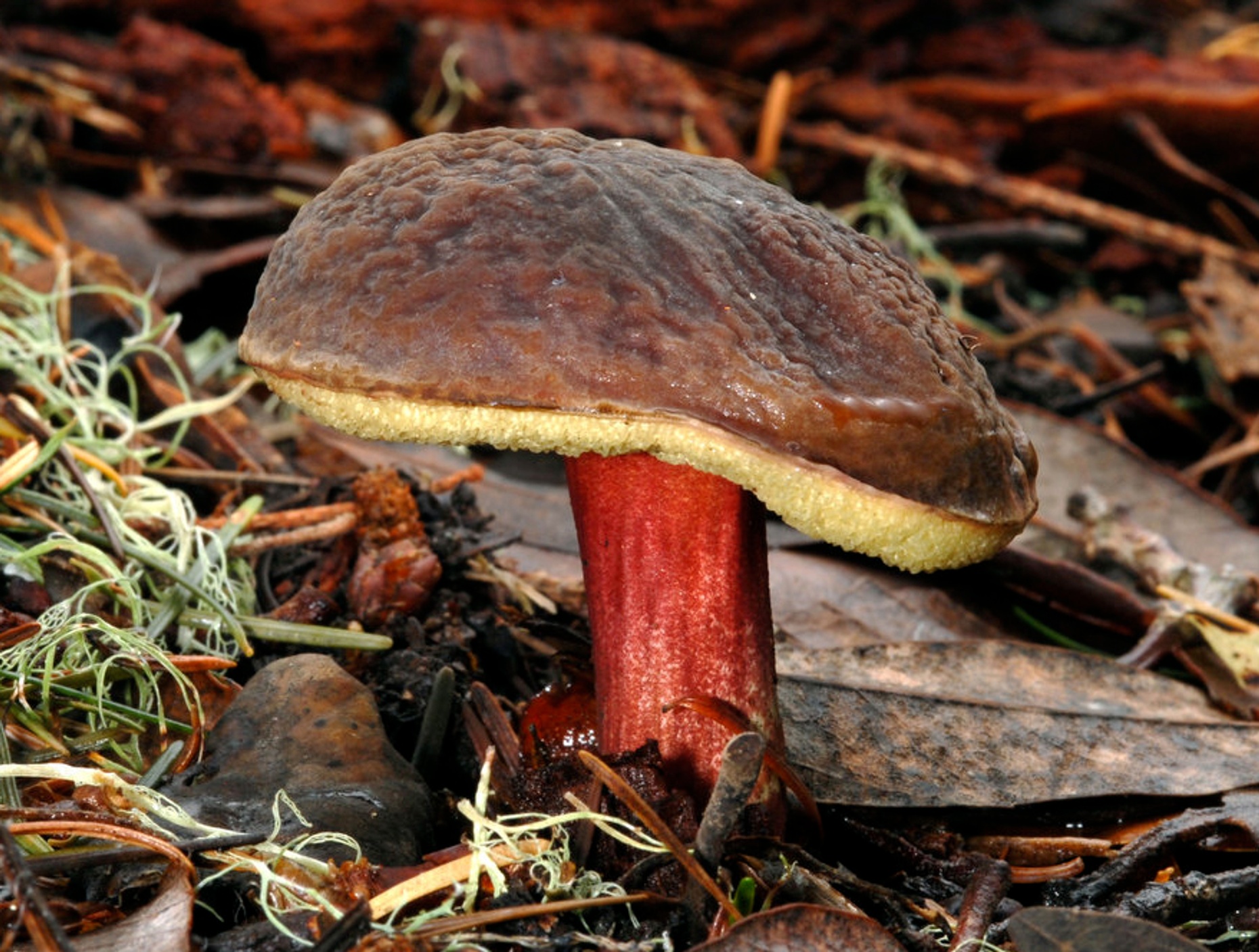 Marin Coast Mushroom Foraging Adventure