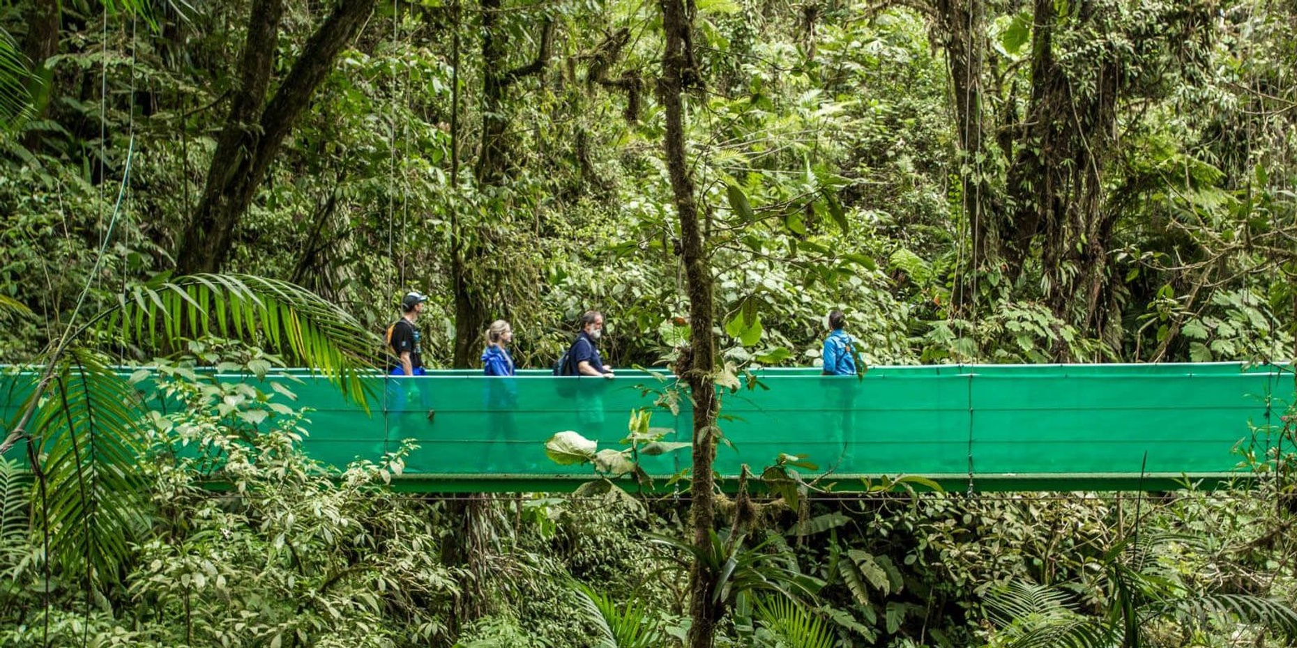 Guided Nature Walk and Suspension Bridge Tour in Monteverde