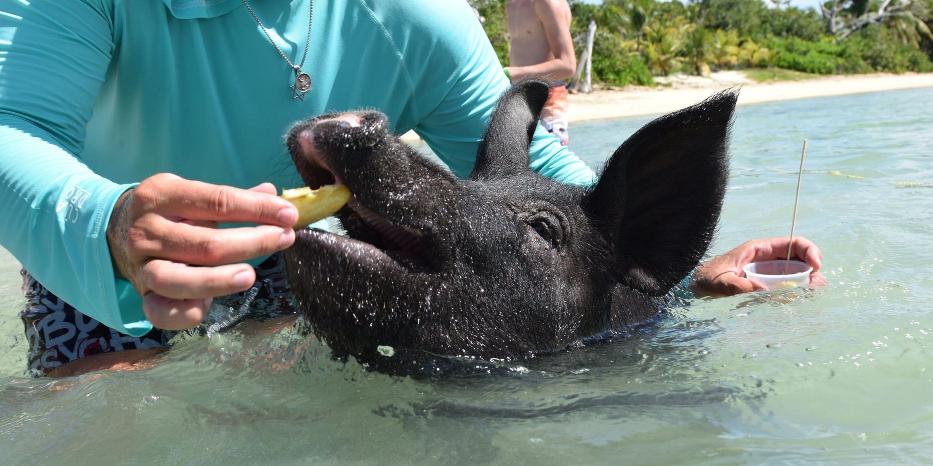 Swim With the Pigs of Nassau Island