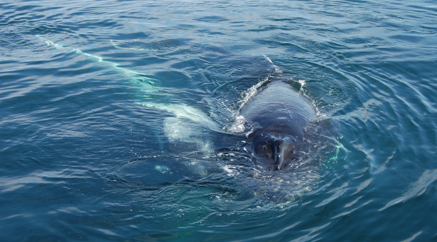 Guided Whale Watching Tour in Magdalena Bay