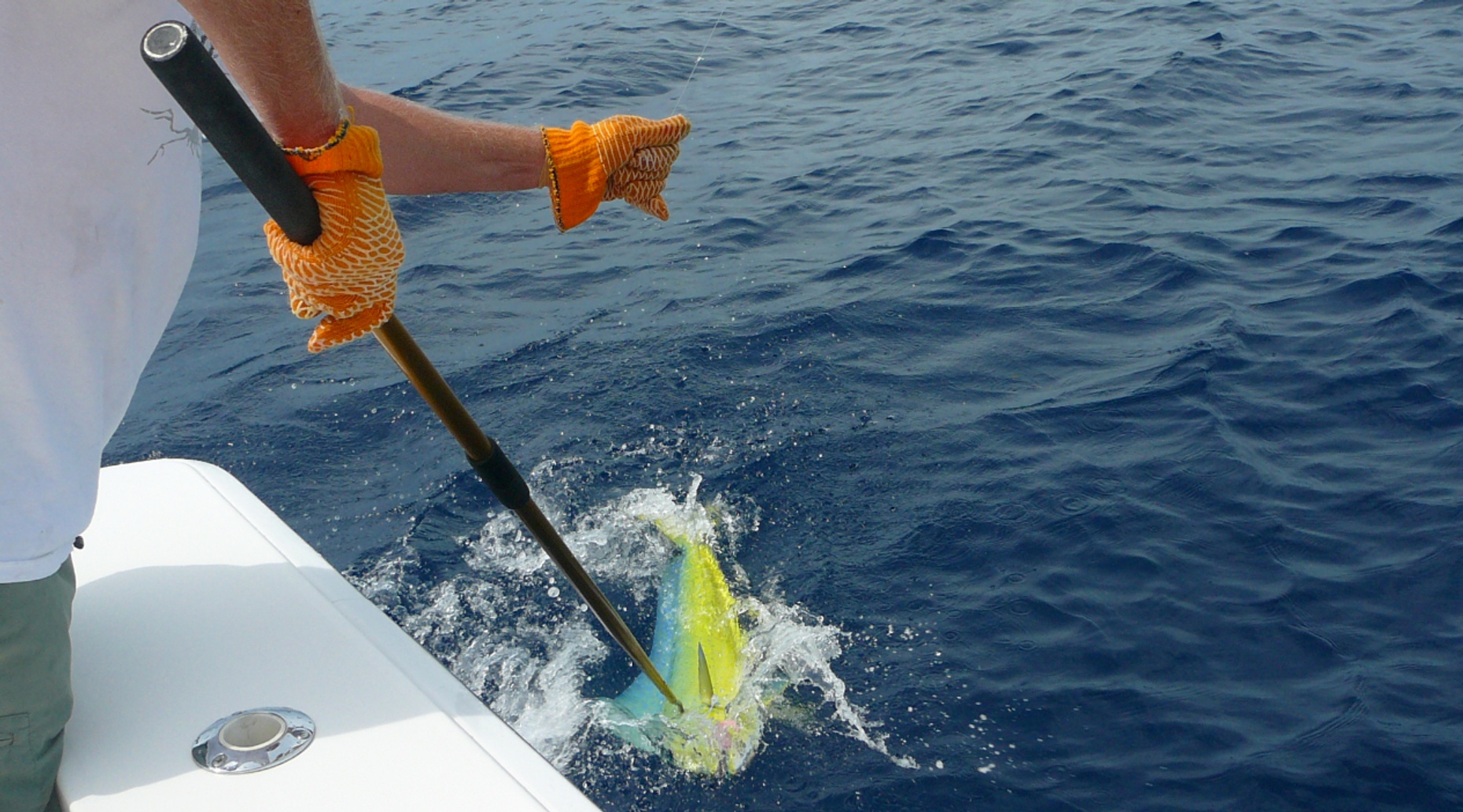 Four-Hour Private Sportfishing Charter in Hollywood