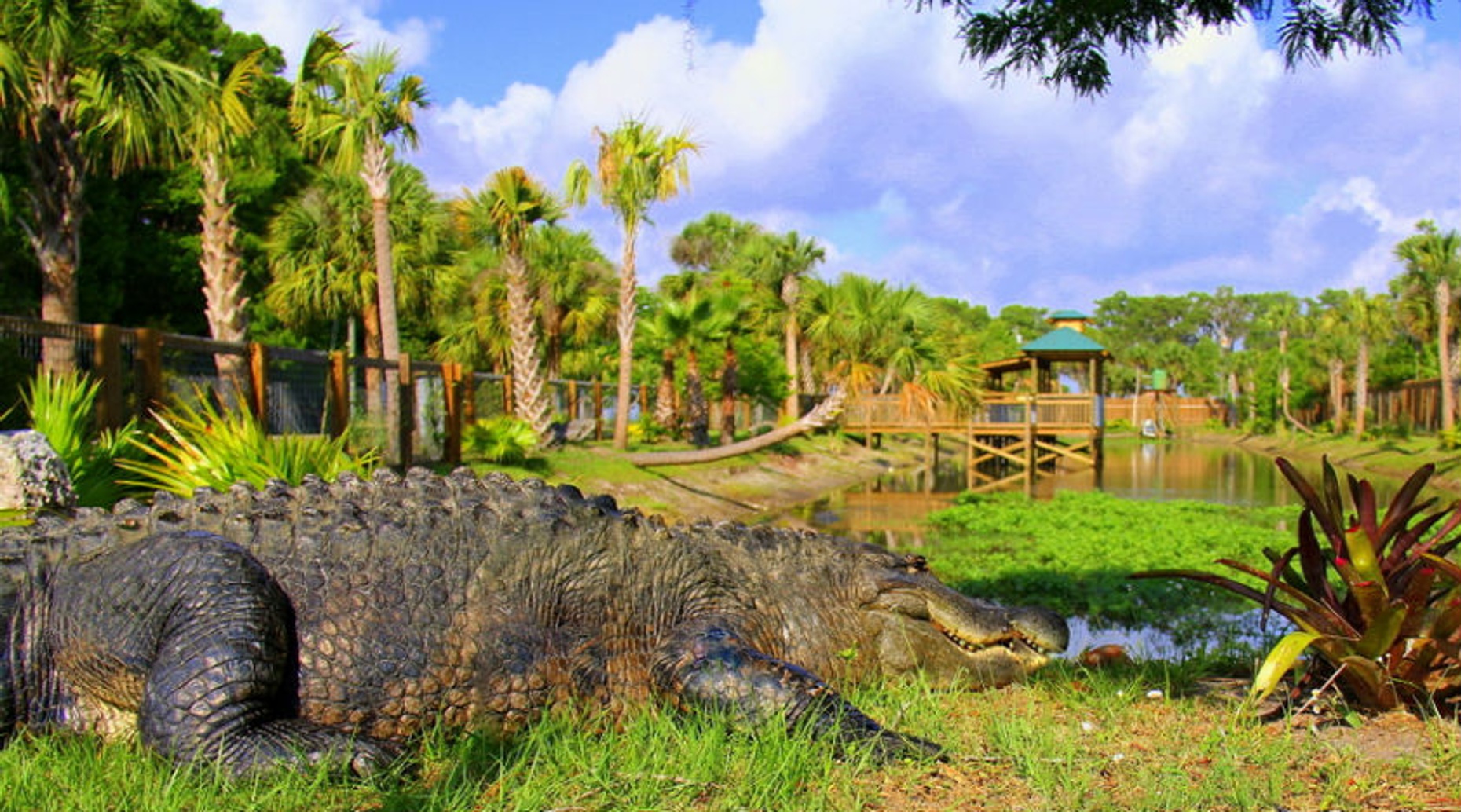Everglades Wildlife Park Admission