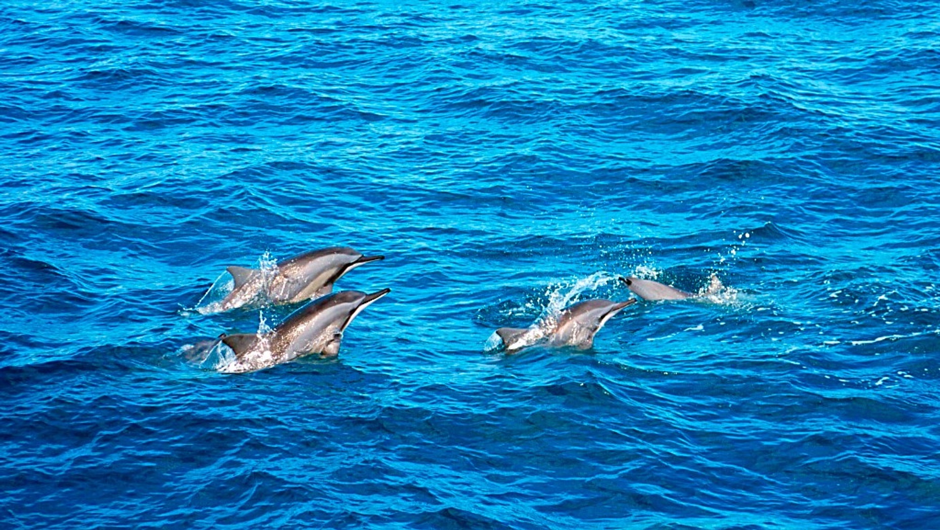 Two-Hour Dolphin Boat Tour around Hilton Head