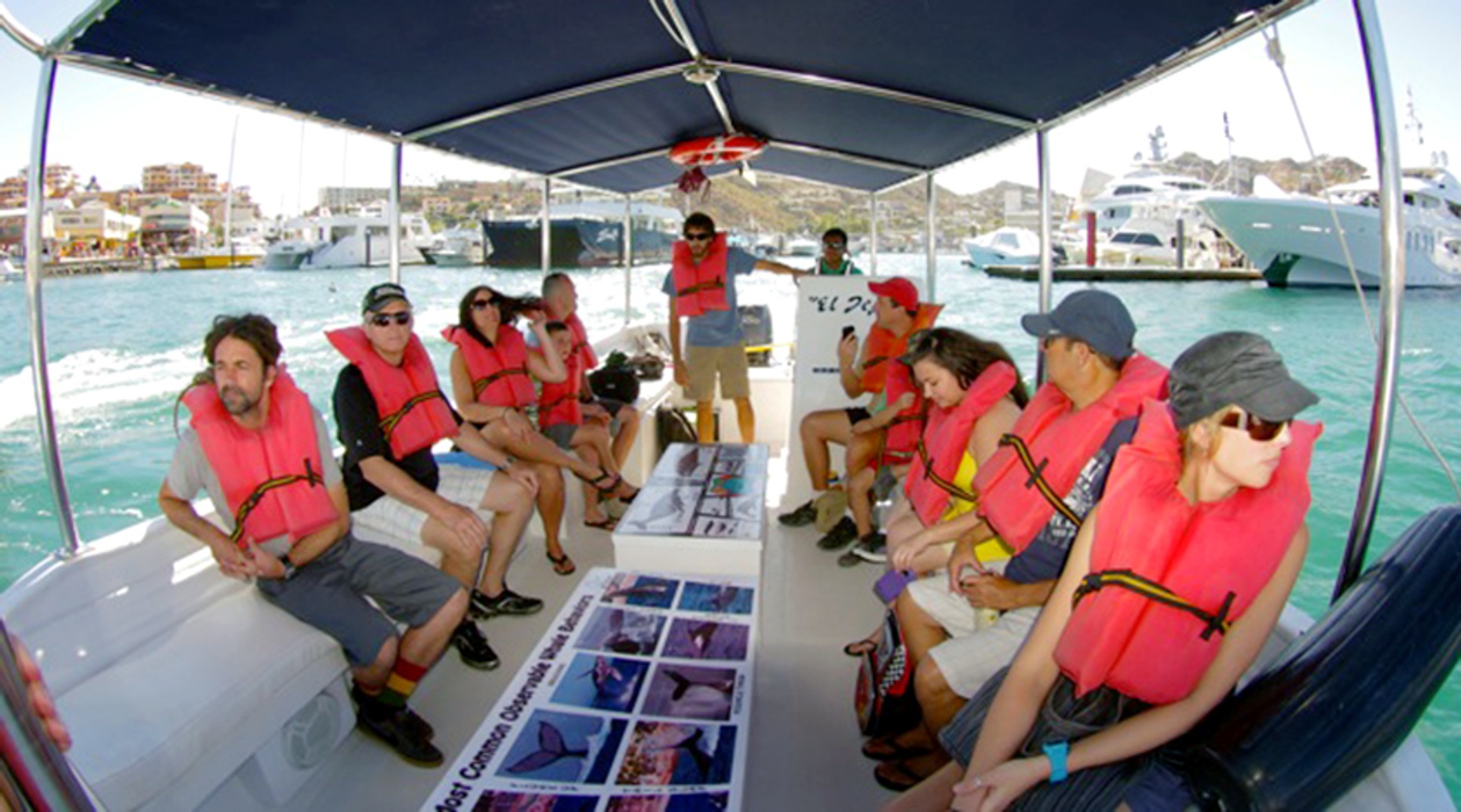 Guided Whale Watching Tour in Cabo San Lucas