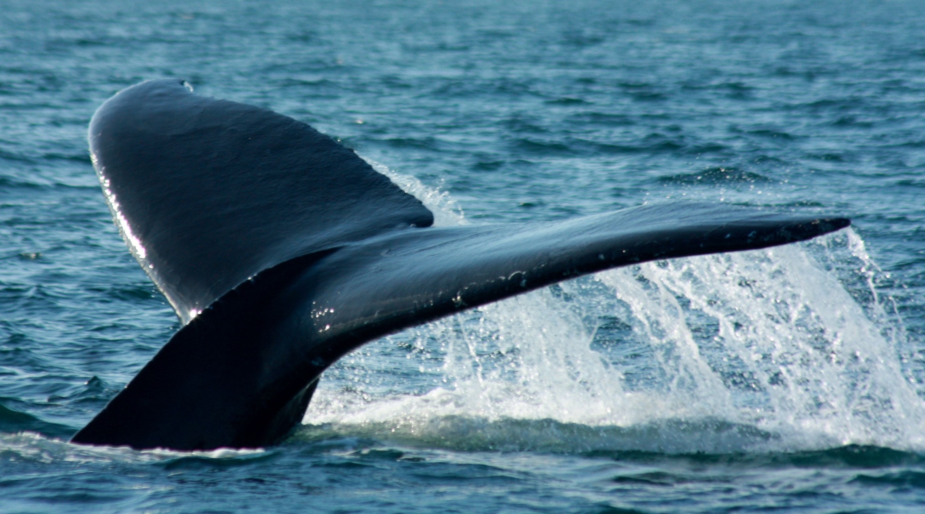 Puerto Vallarta Whale Watching Tour