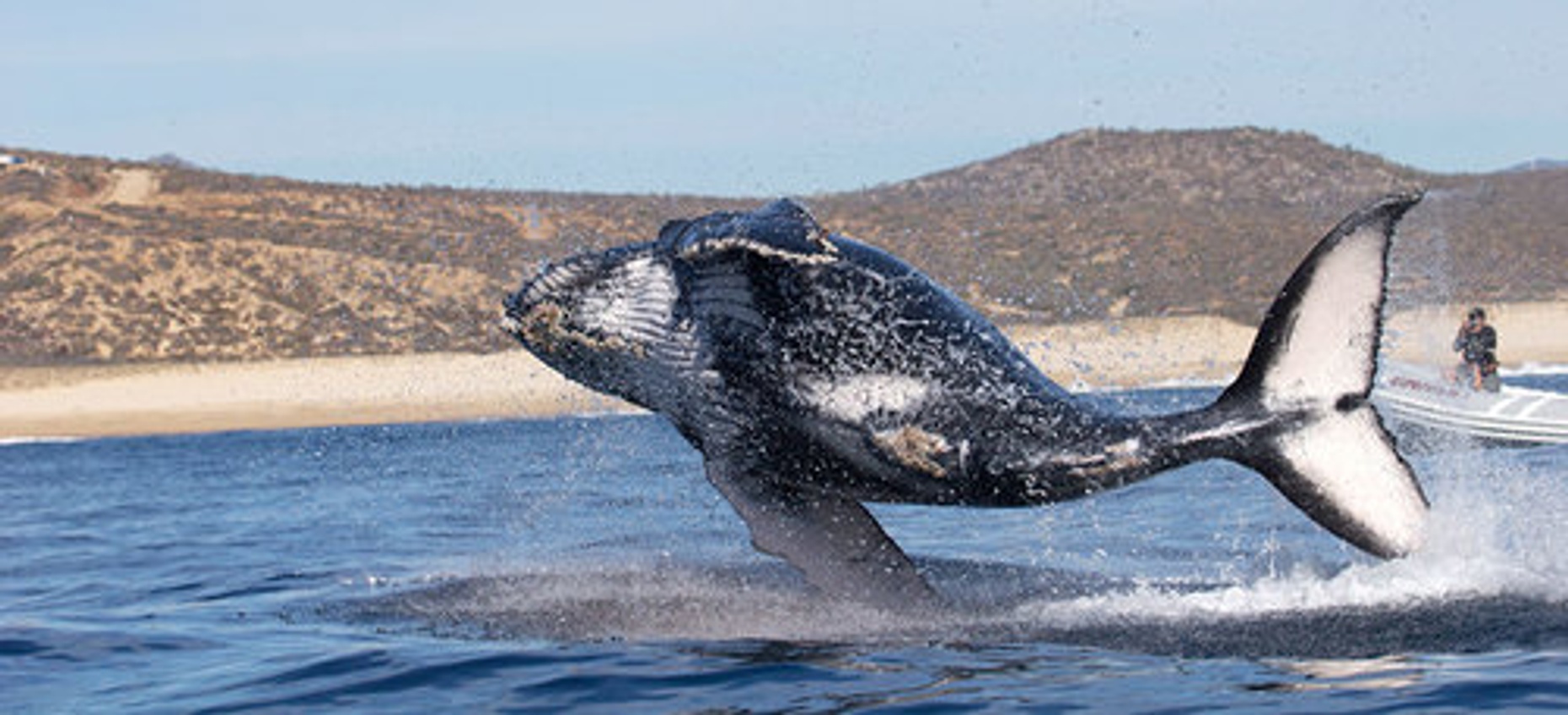 Whale-Watching Tour in Cabo San Lucas