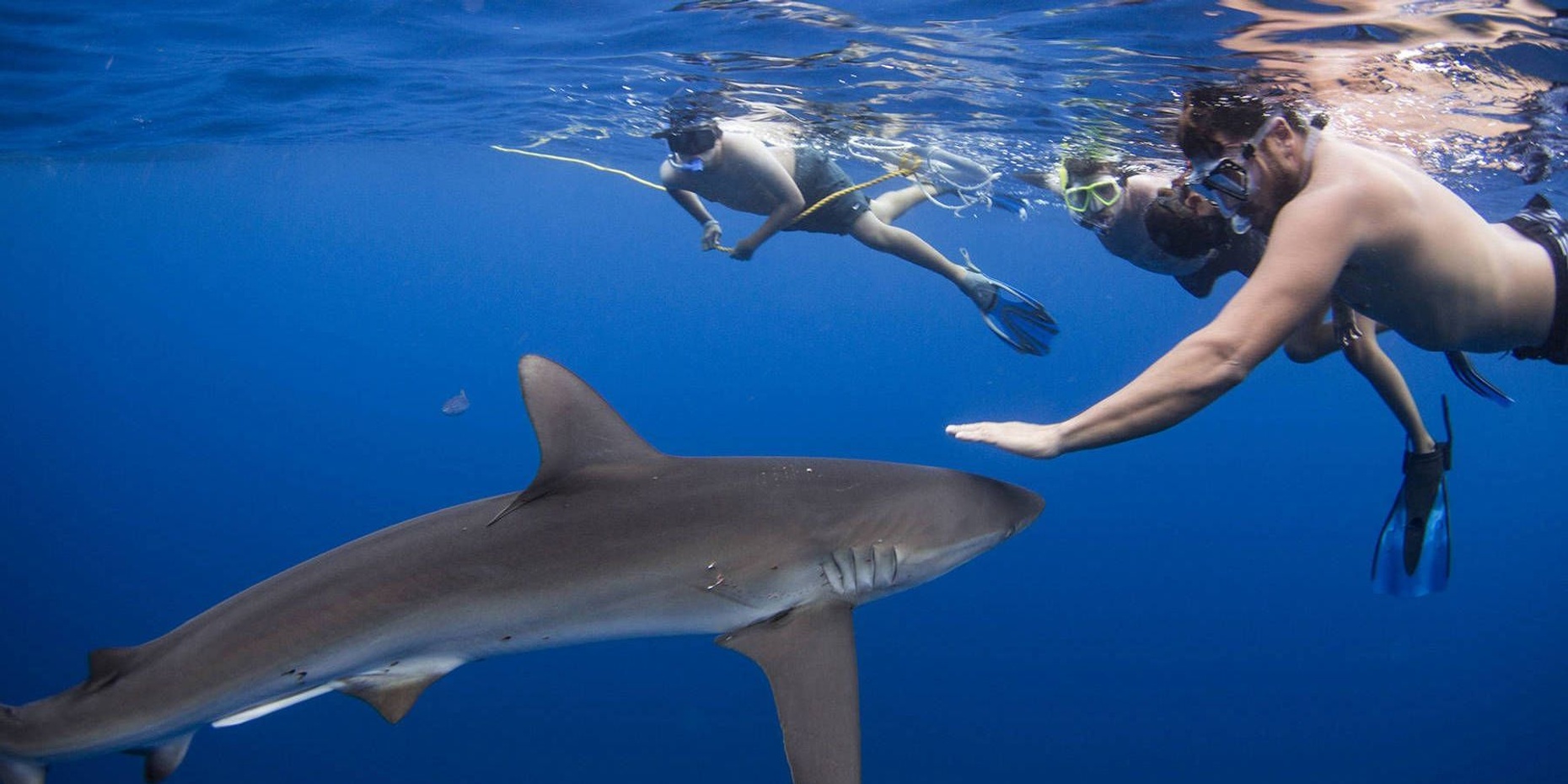 Snorkeling Adventure with Sharks in Cabo San Lucas