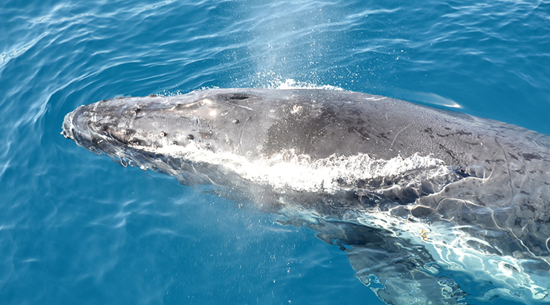 Guided Whale Watching Tour in Puerto Vallarta