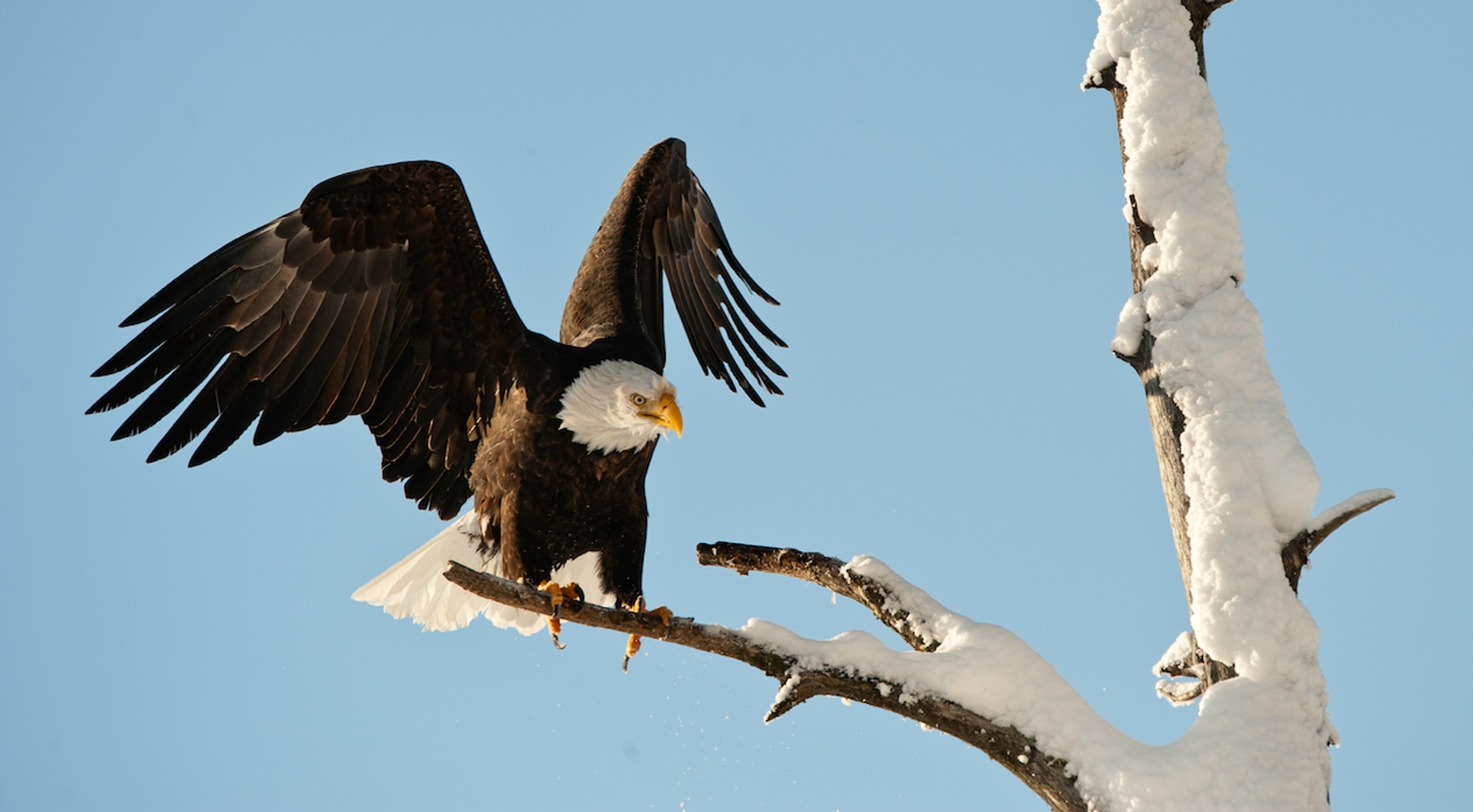 Skagit River Bald Eagle Float