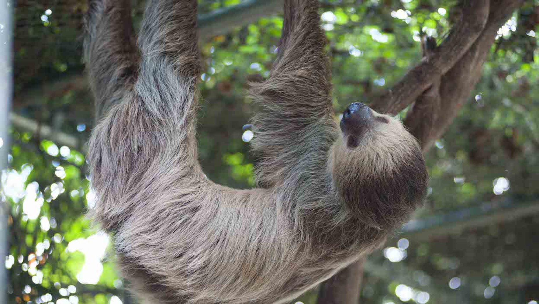 Sloth Encounter in Miami