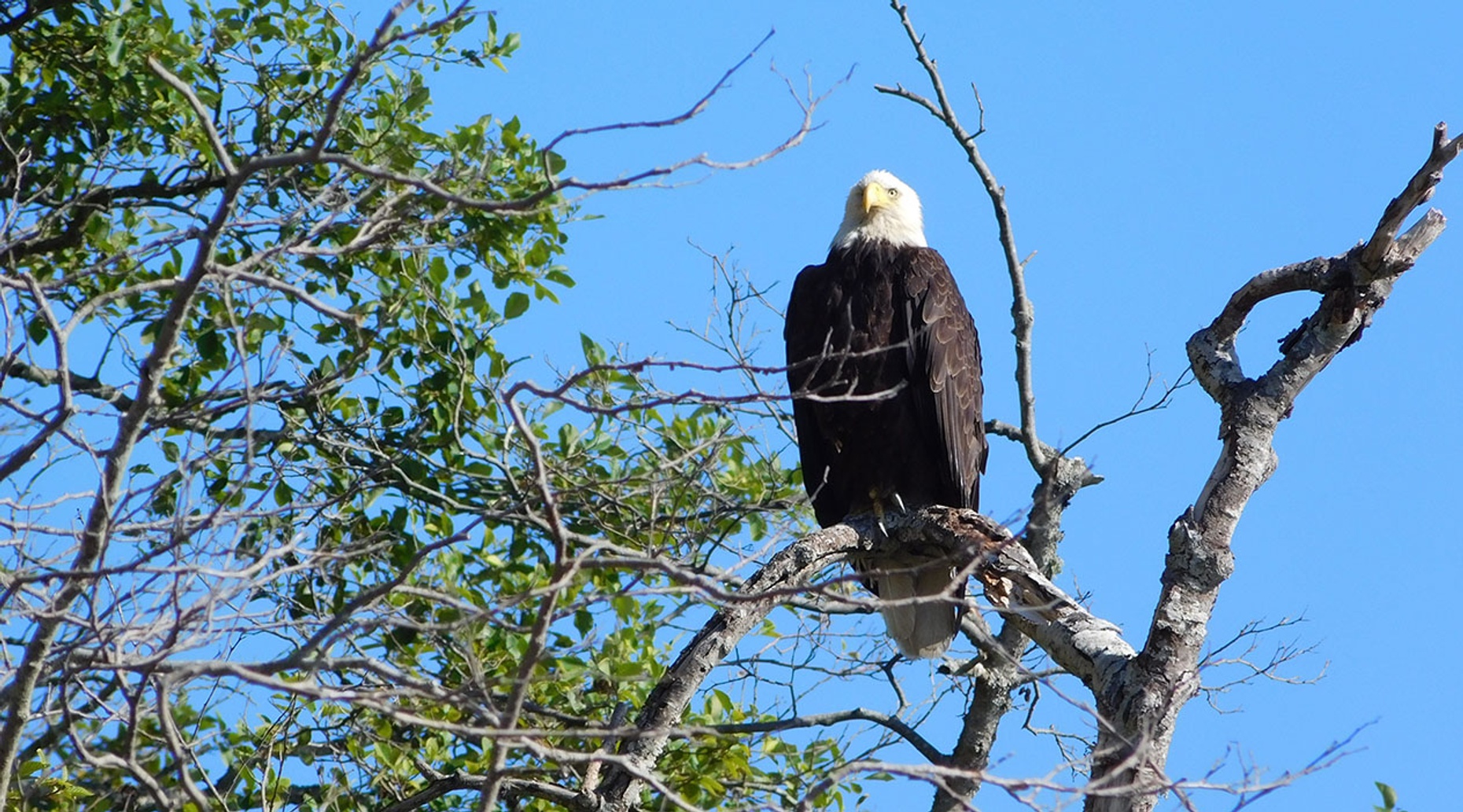 Lake Hopatcong Guided Sightseeing Cruise for Eagles