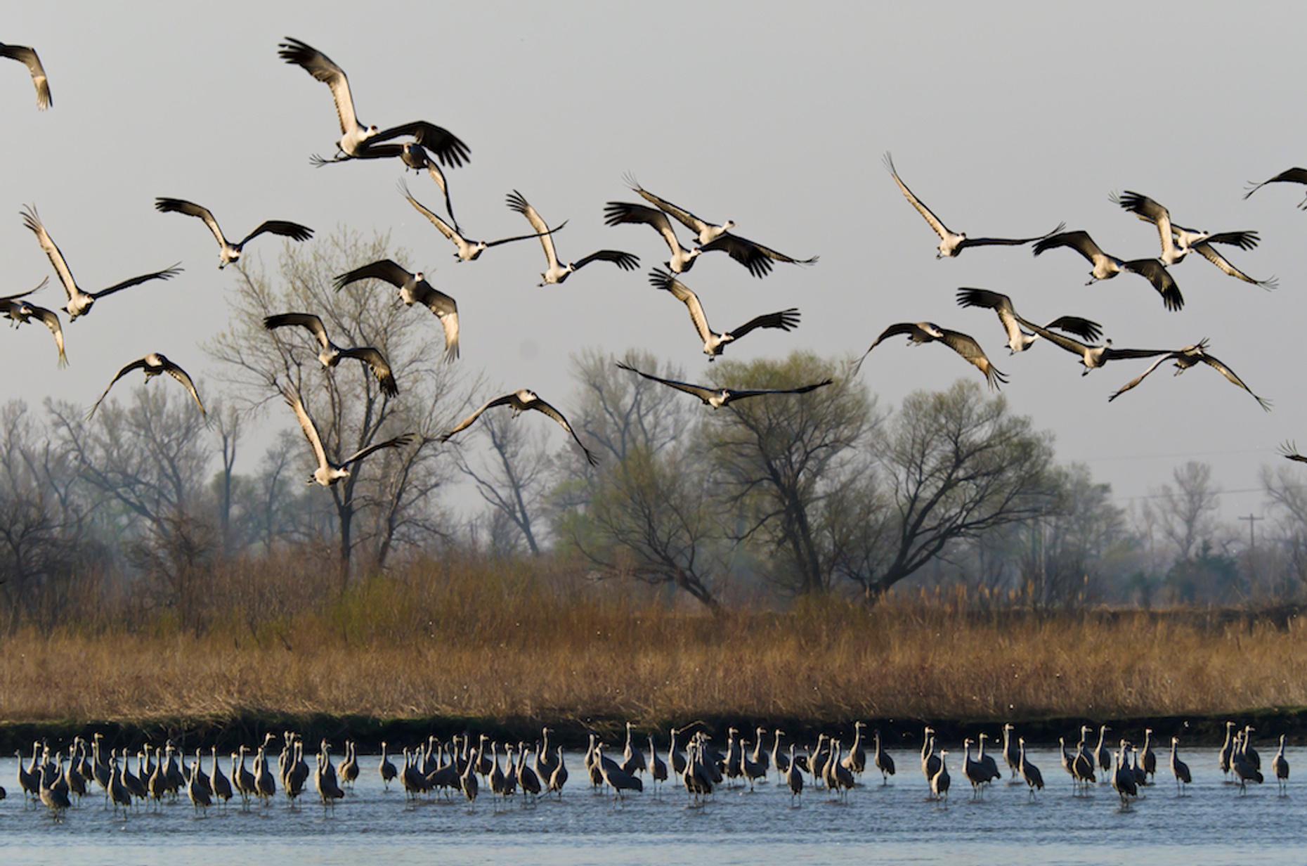Morning Platte River Birding Tour