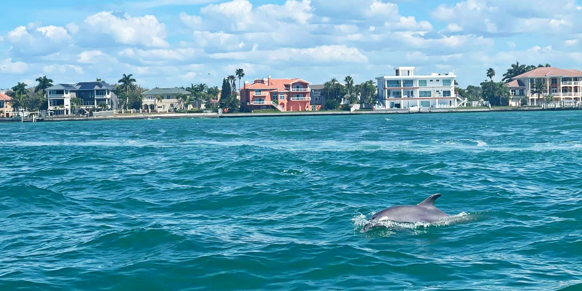 Two Hour Dolphin Sightseeing Tour in Tampa Bay