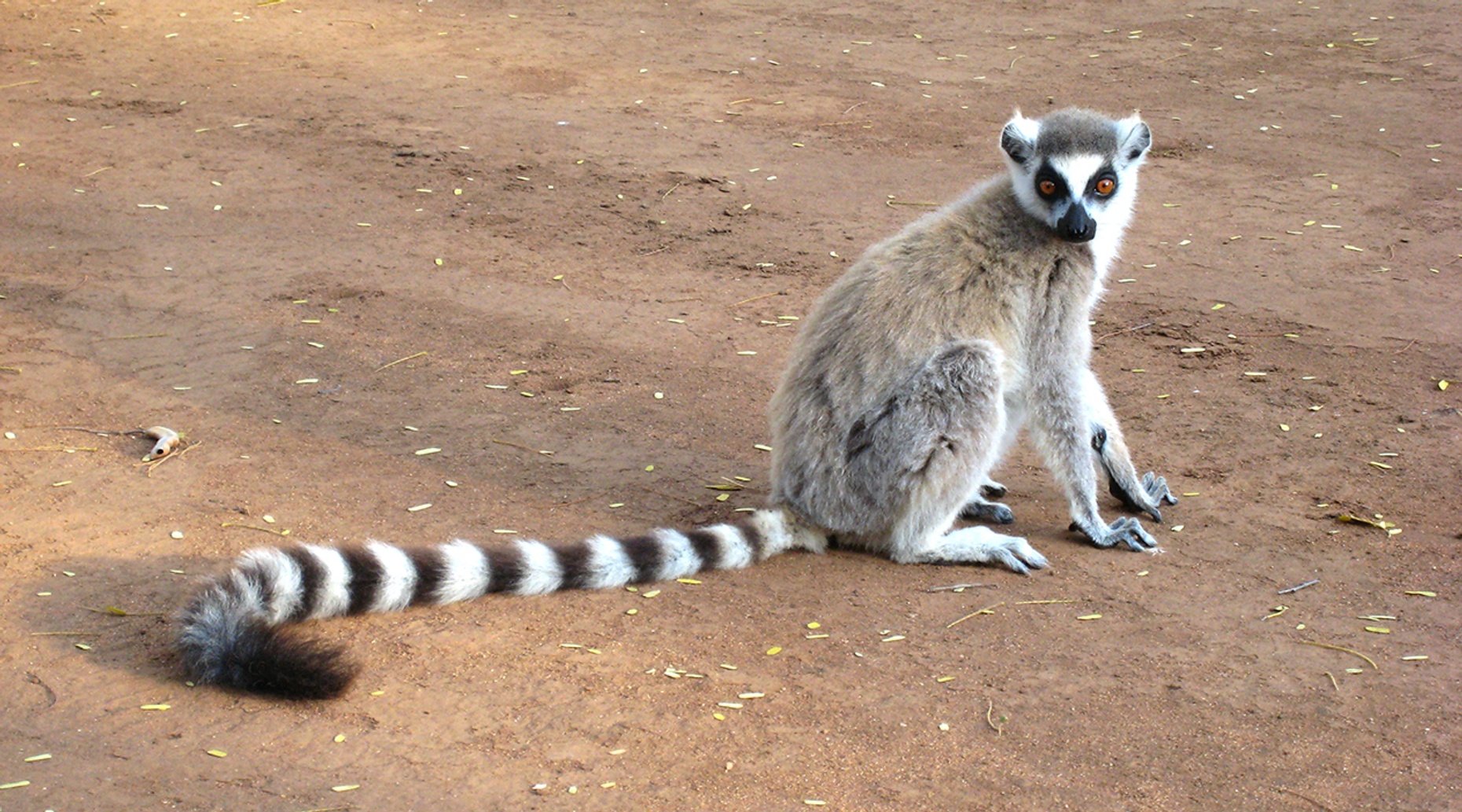 Kenansville Lemur Encounter