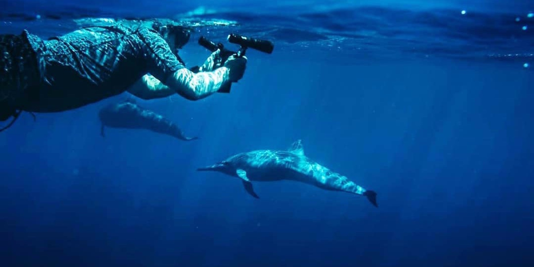 Wild Dolphin Adventure in Mazatlan