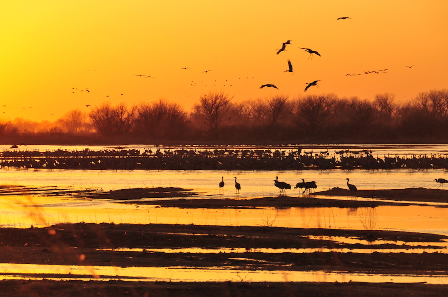 Evening Platte River Birding Tour
