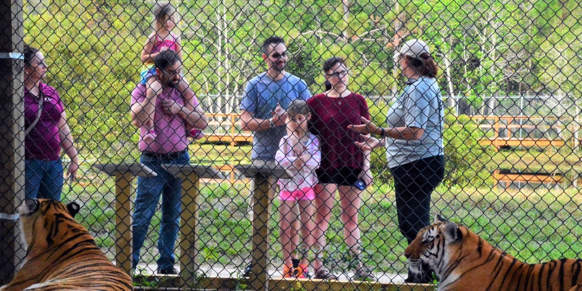 Big Cat Guided Family Tour