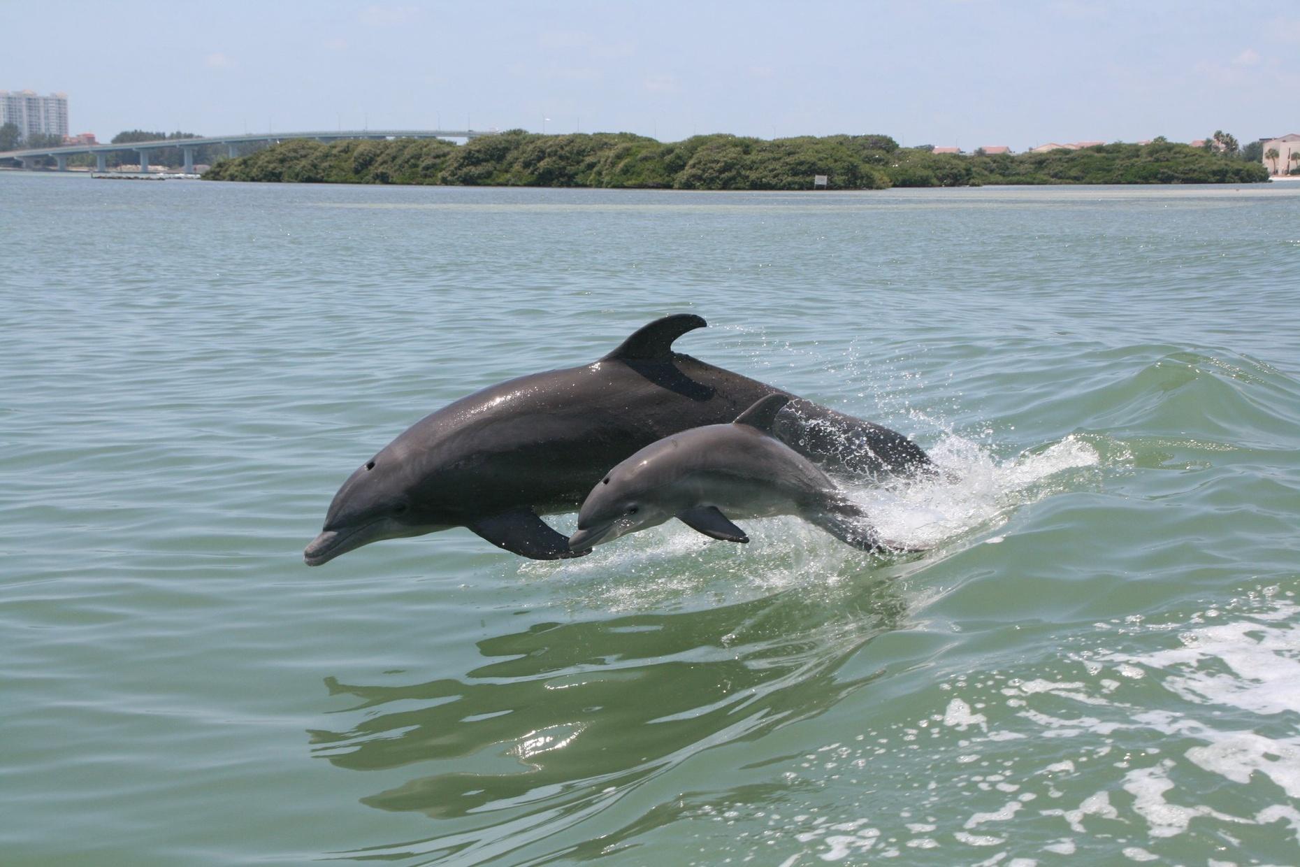 Dolphin Adventure in Clearwater Beach