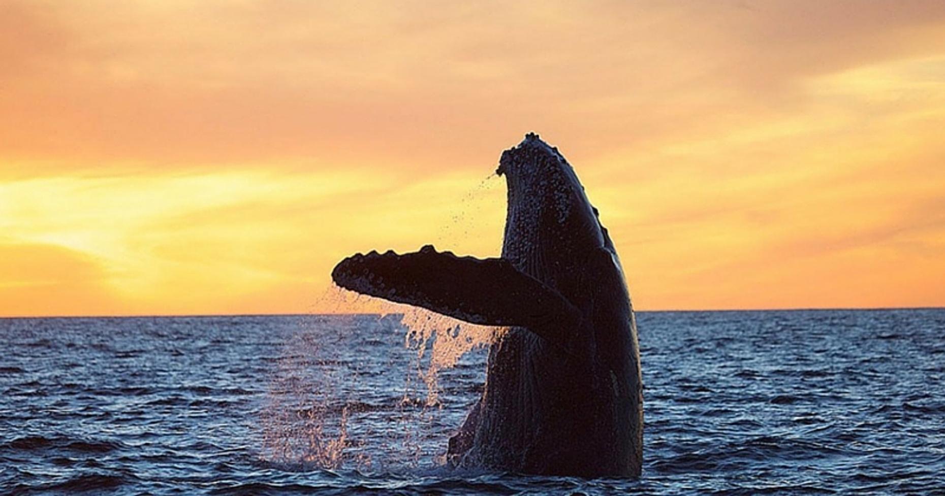 Whale Watching & Boat Tour in Cabo San Lucas in Los Cabos: Book Tours