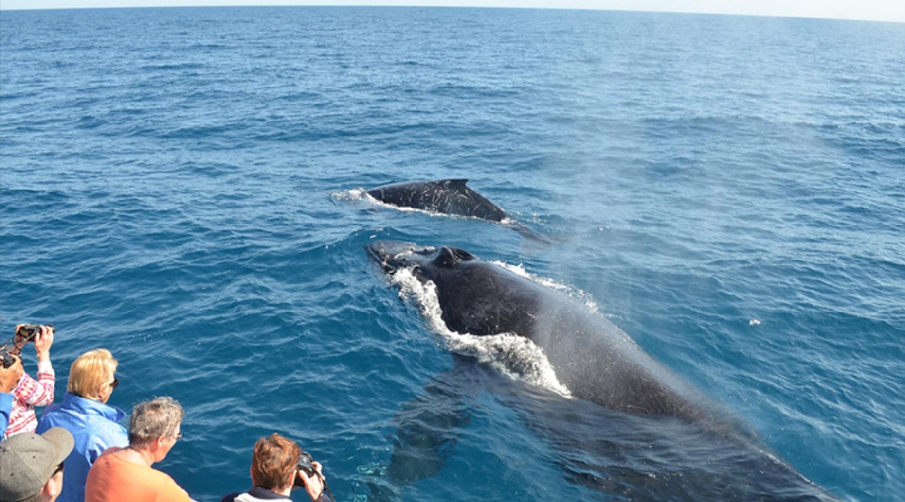 San Diego Whale Watching Sailing Tour