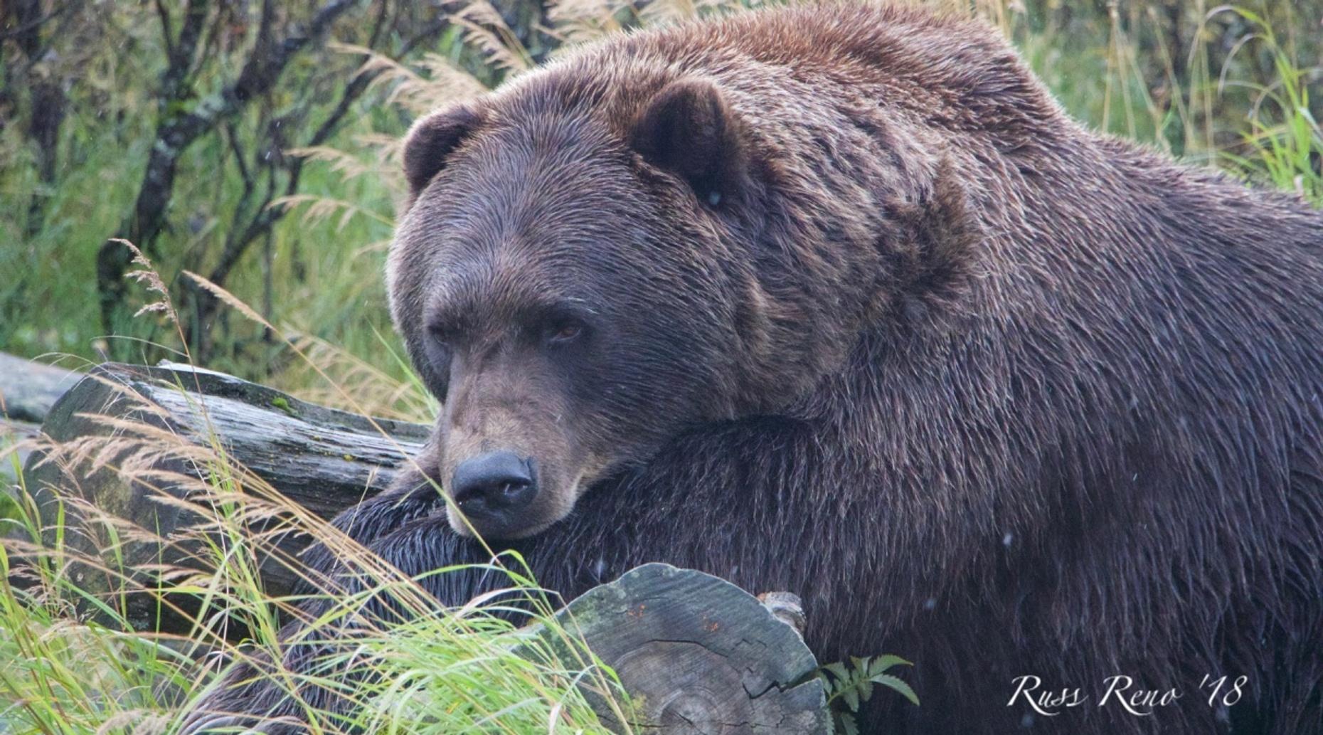 Alaska Wildlife Conservation Center Tour