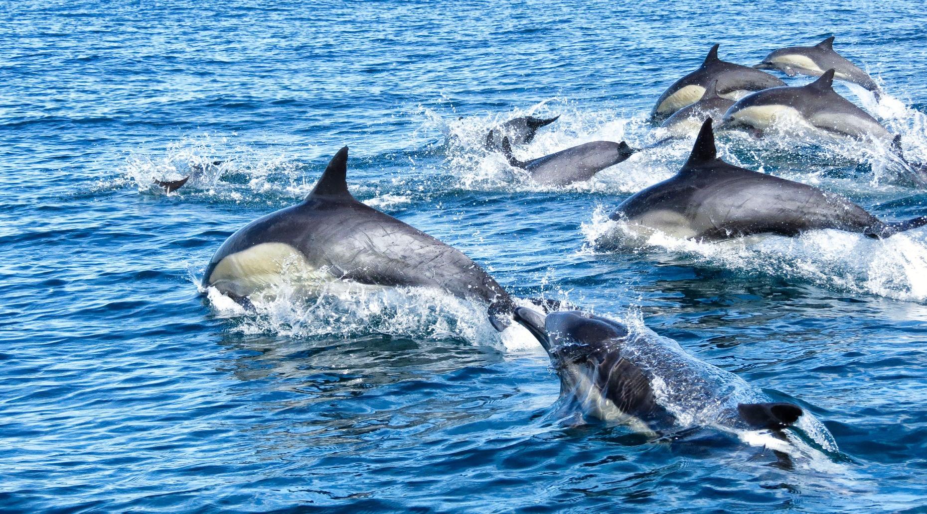 San Diego Dolphin & Sea Lion Cruise For Two