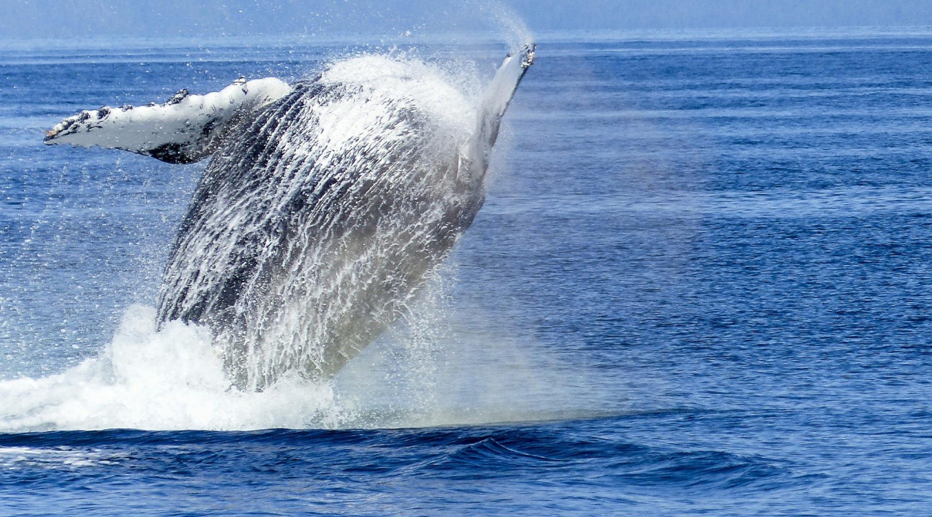 Guided Whale Watching Boat Tour in Prince Rupert: Book Tours