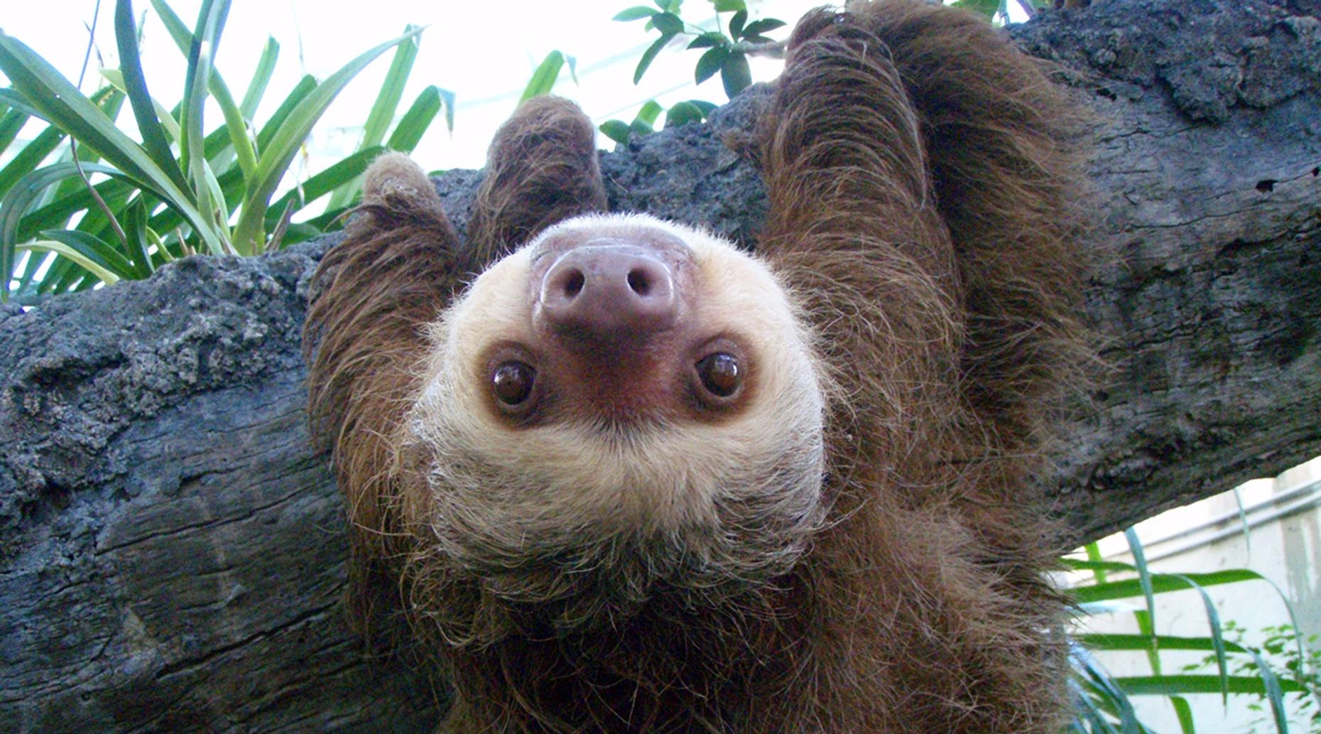 Kenansville Sloth Encounter