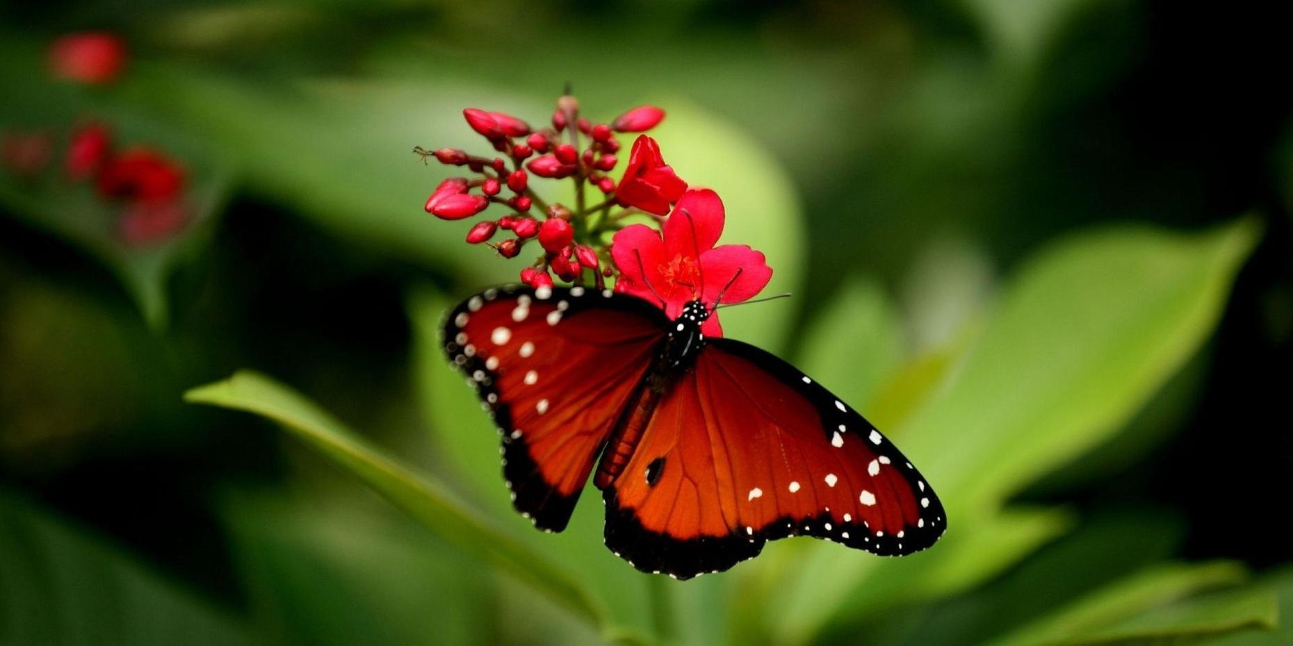 Butterfly Sanctuary Private Guided Tour Experience