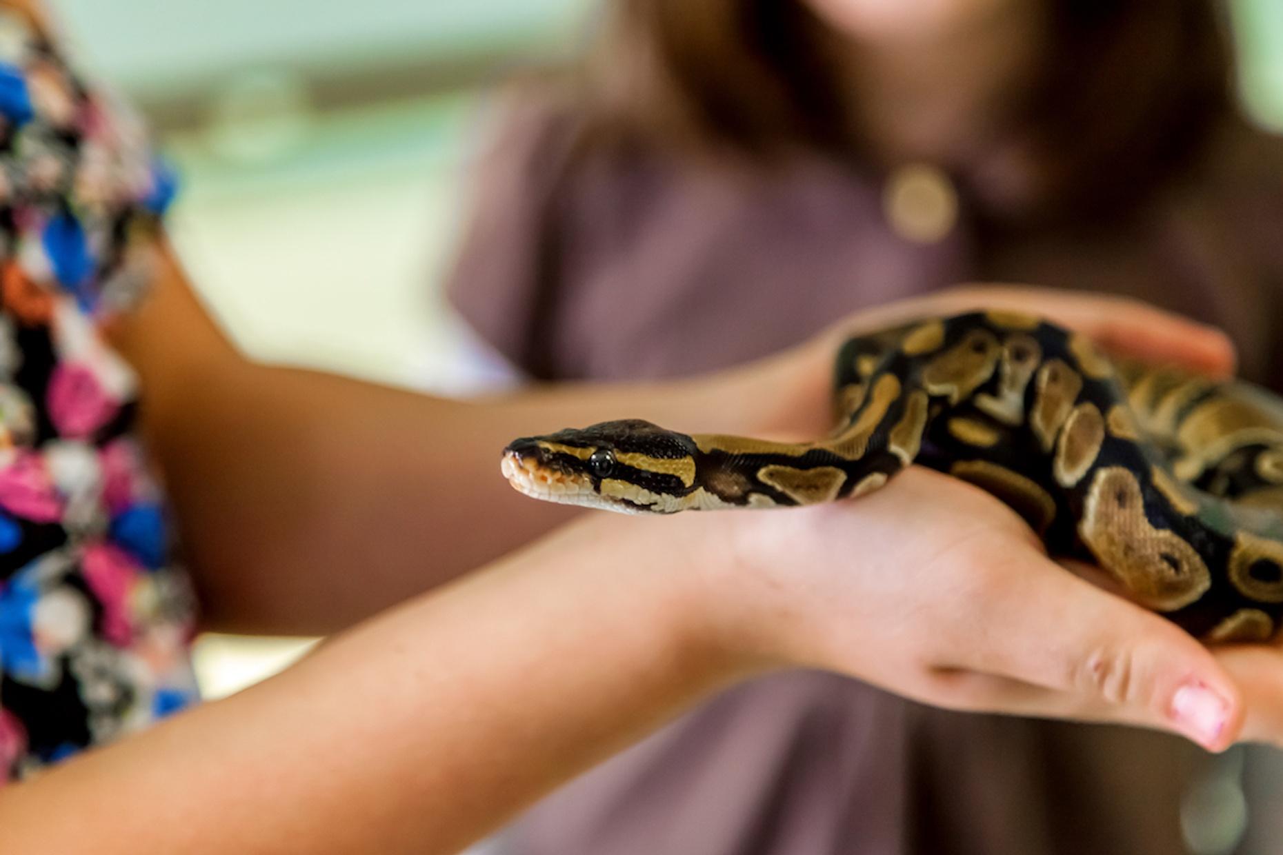 Reptile Encounter at a Zoo in Georgia