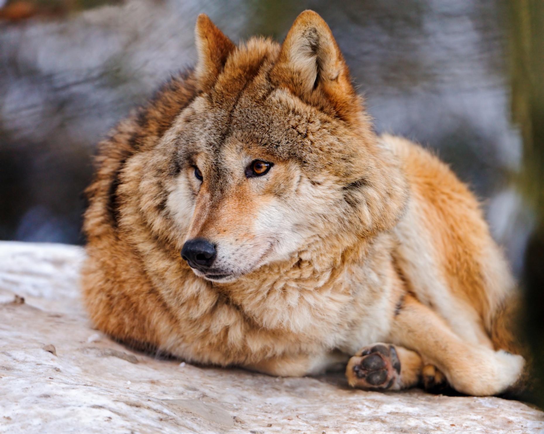 Wolf Encounter at a Zoo in Georgia: Book Tours & Activities at Peek.com