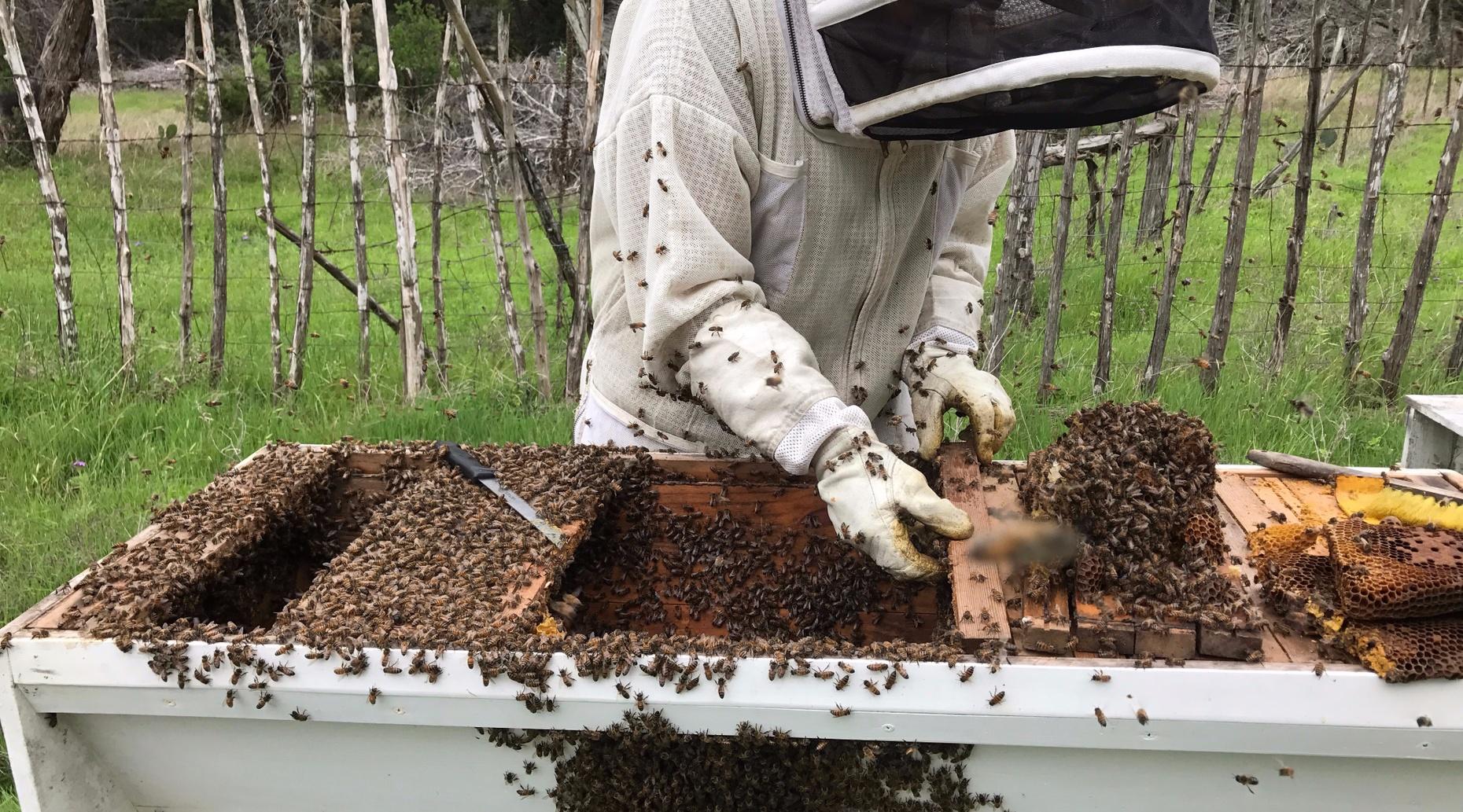 Beekeeping 201 – Bee Management – 2 Hours