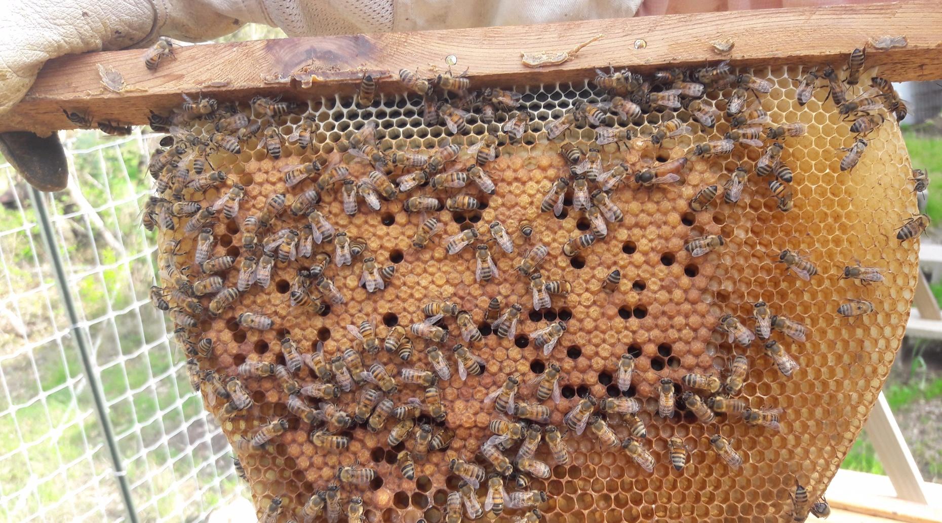 free-beekeeping-program-tuesday-at-wilson-park-in-bedford-wslm-radio