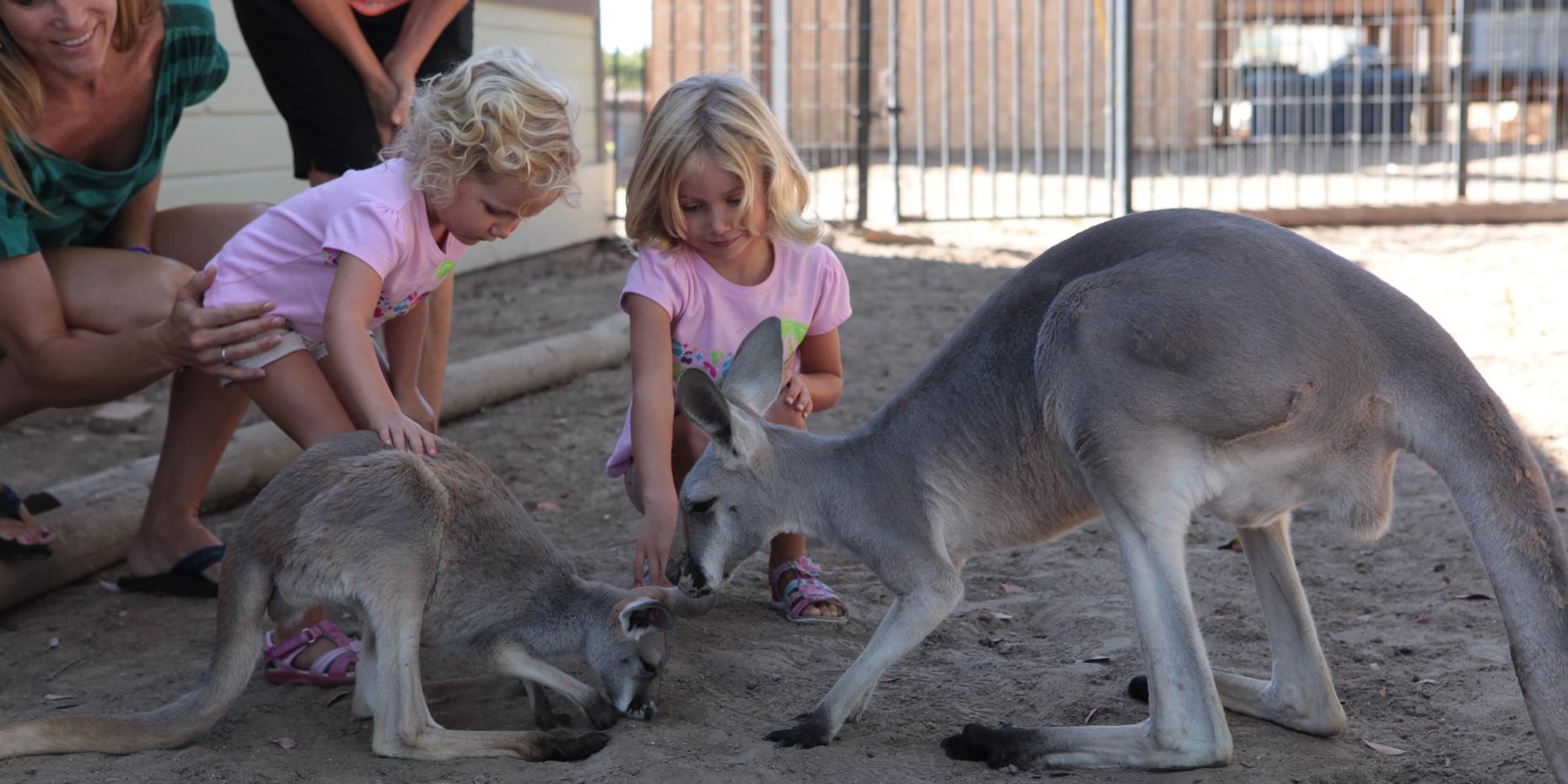 Up-Close Animal Encounter with Kangaroos in Paso Robles