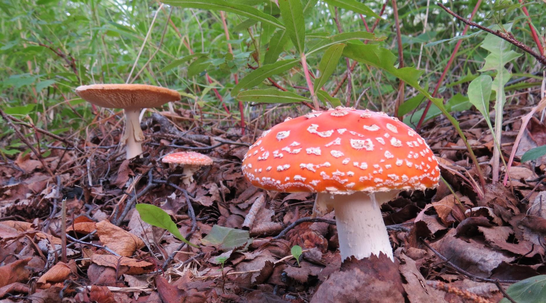 Wild Mushroom Foraging Adventure on Sonoma's Coast