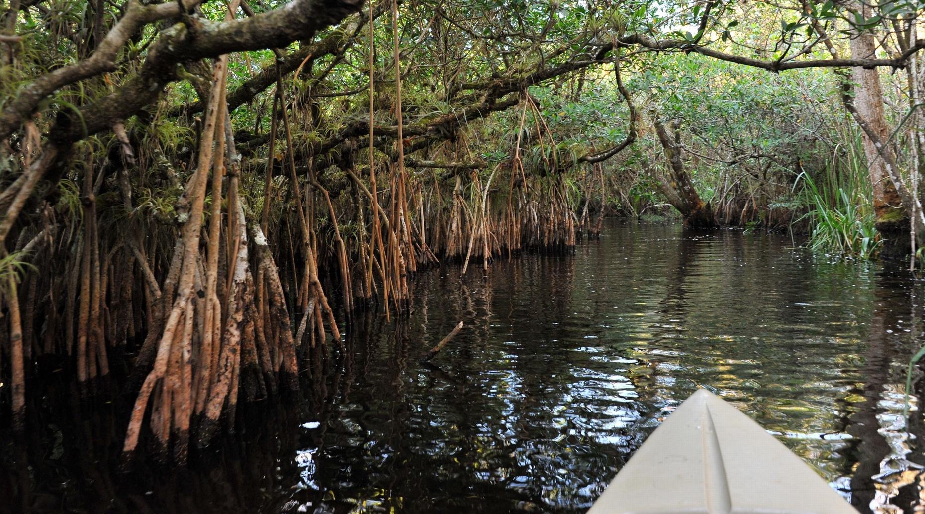 Alligators and Orchids Kayak Eco Tour
