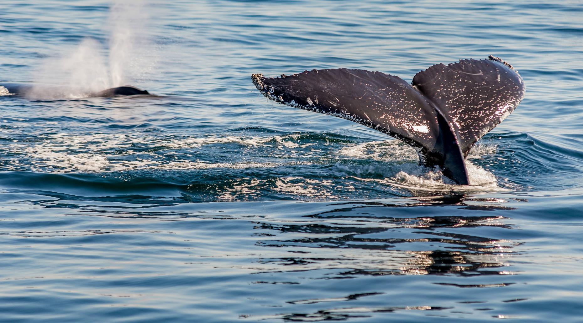 Whale Watching Sightseeing Tour in Oregon: Book Tours & Activities at