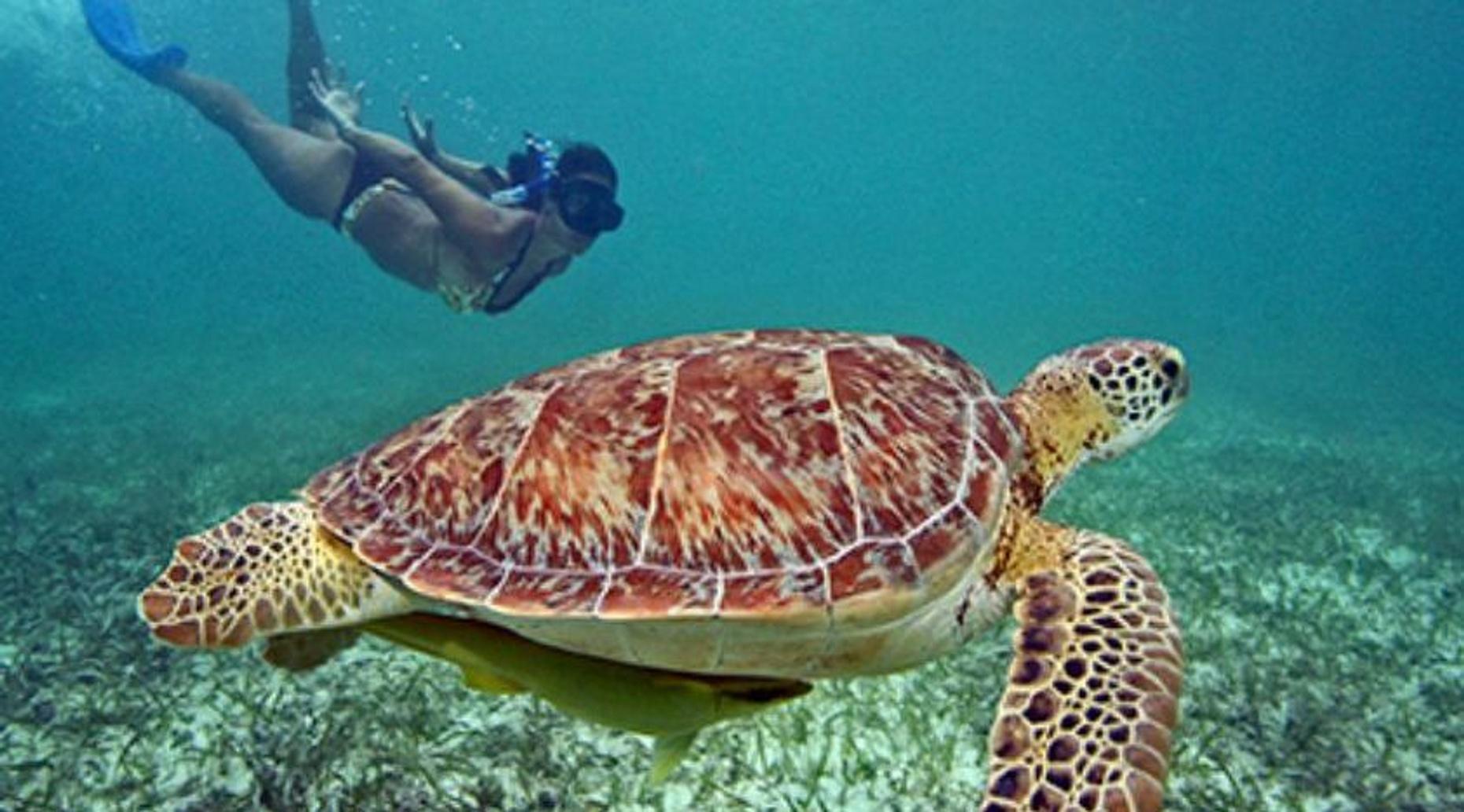 Snorkeling Adventure in Cancun