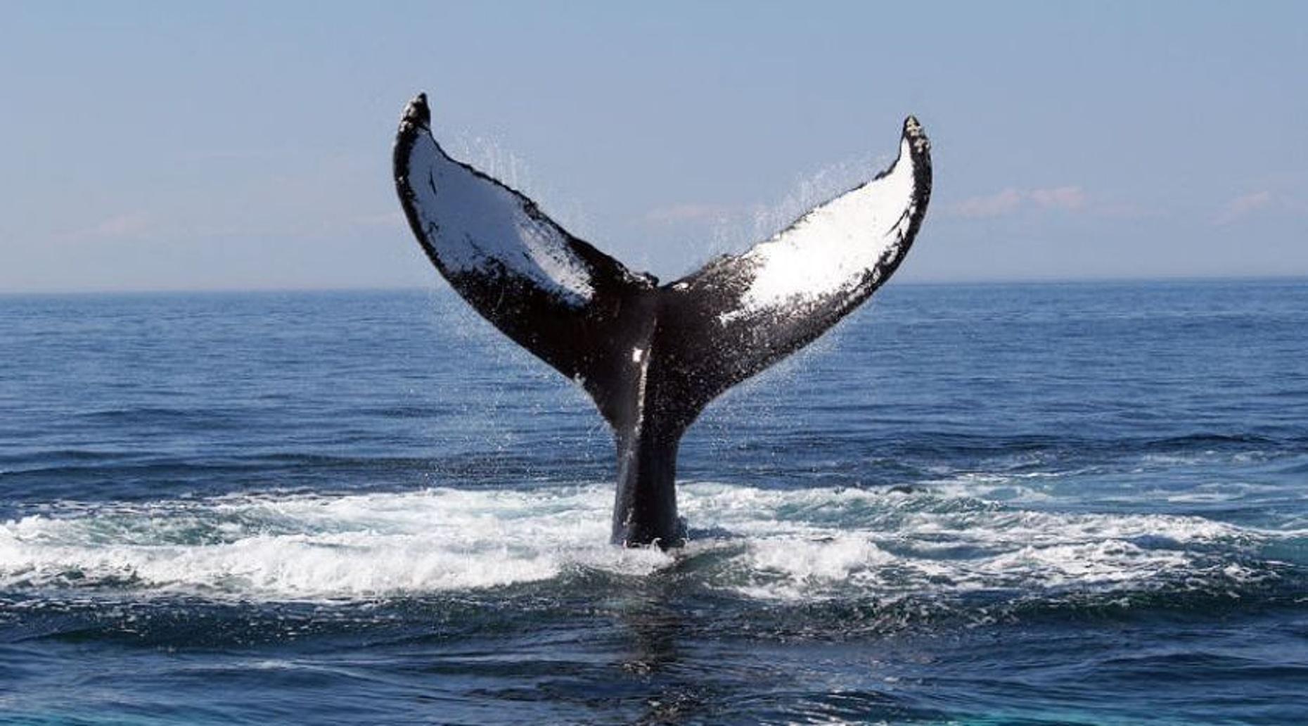 3-Hour Private Whale Watching Tour (2 - 6 persons)