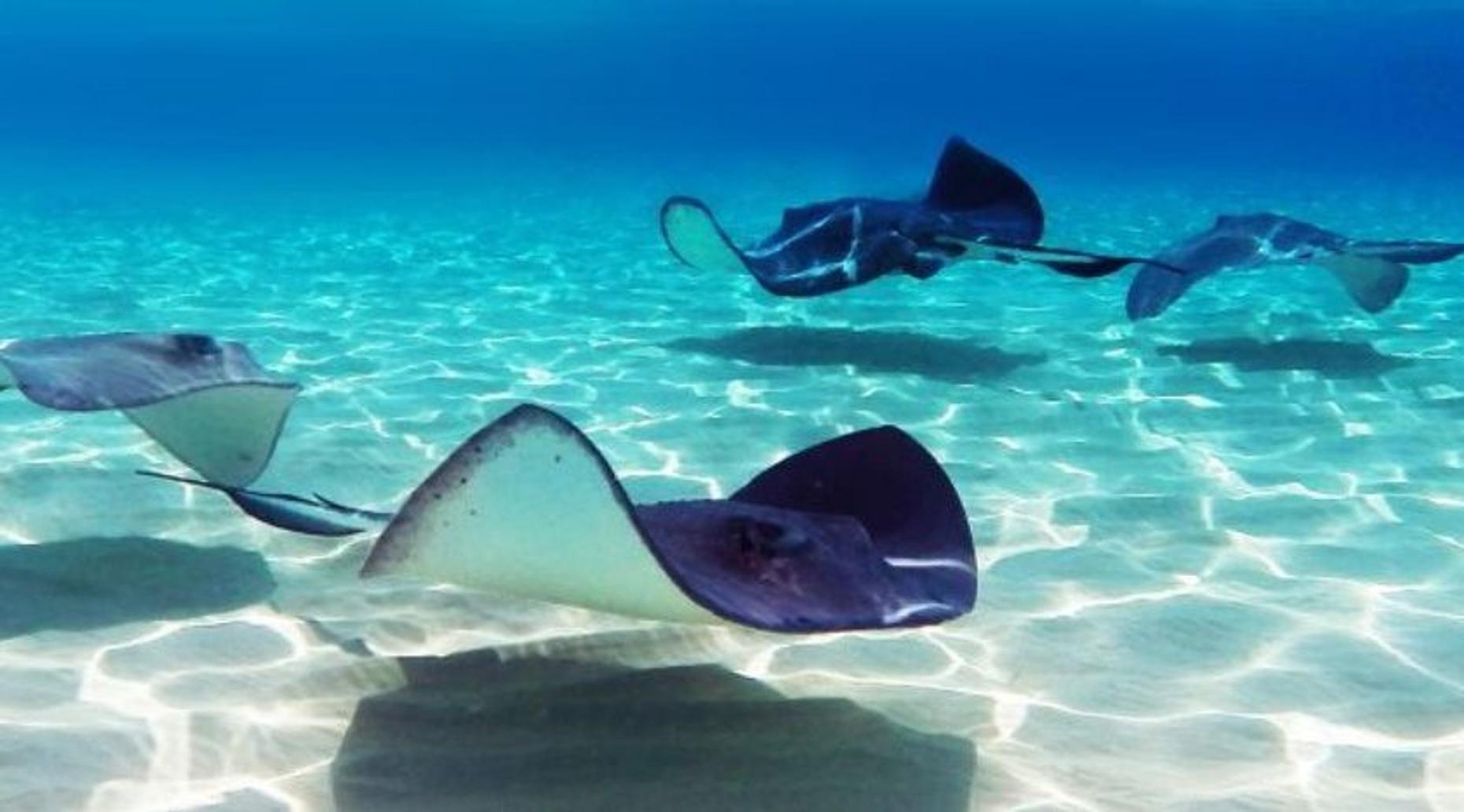 4-Stop Stingray Eco Tour in Grand Cayman